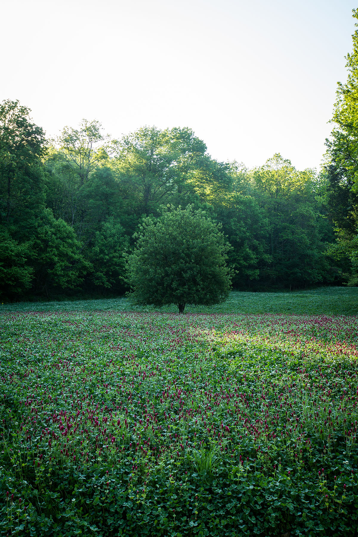 Round Cove property picture 99 of 111