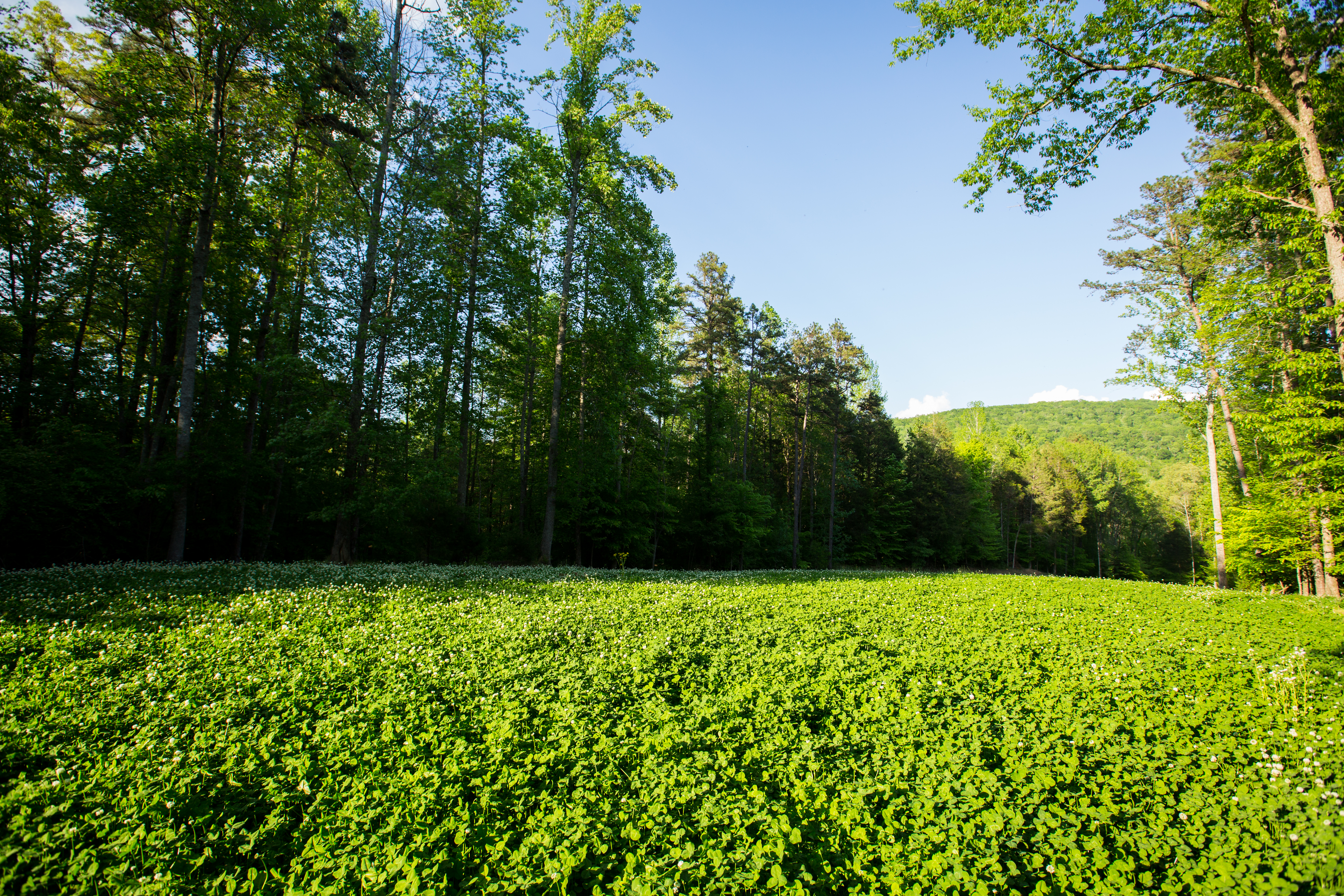 Round Cove property picture 52 of 111