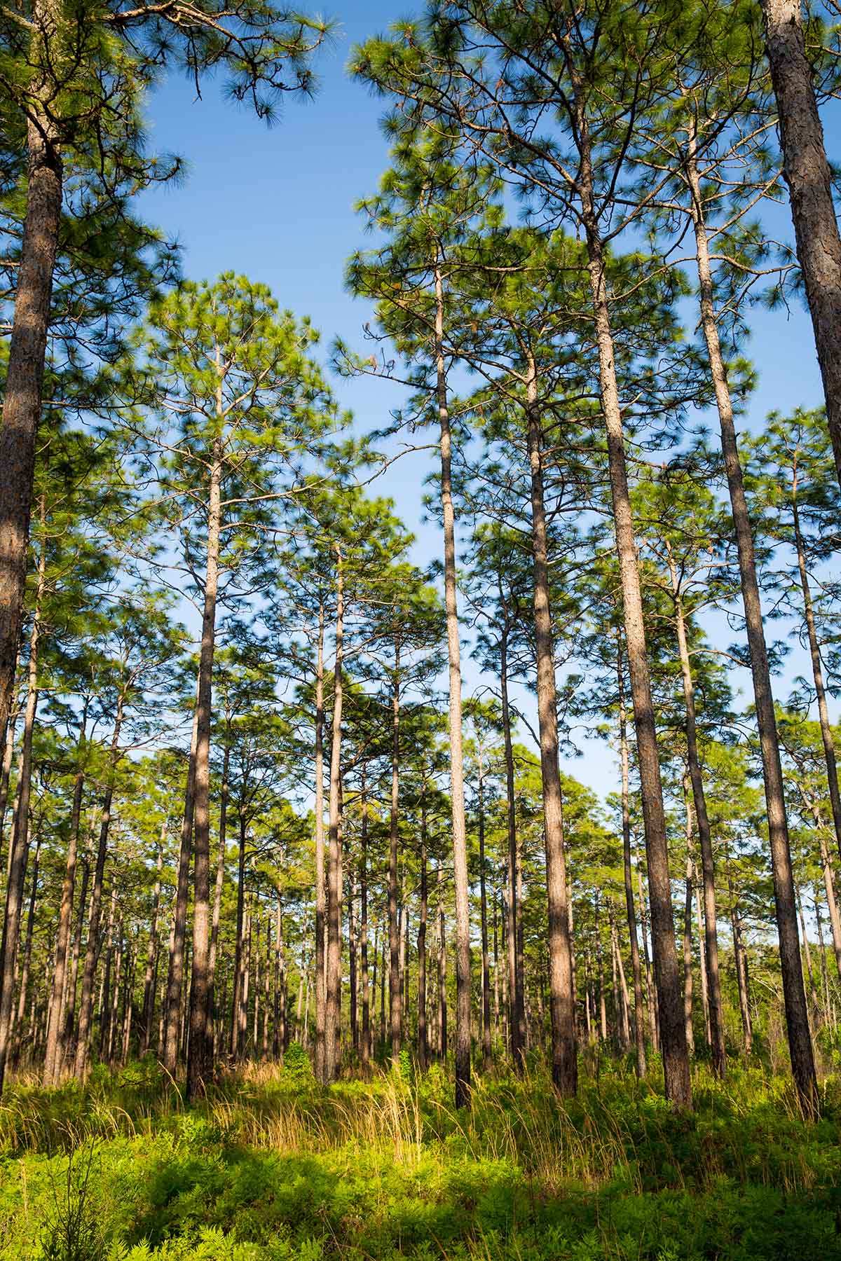 Brooks Hill property picture 6 of 11