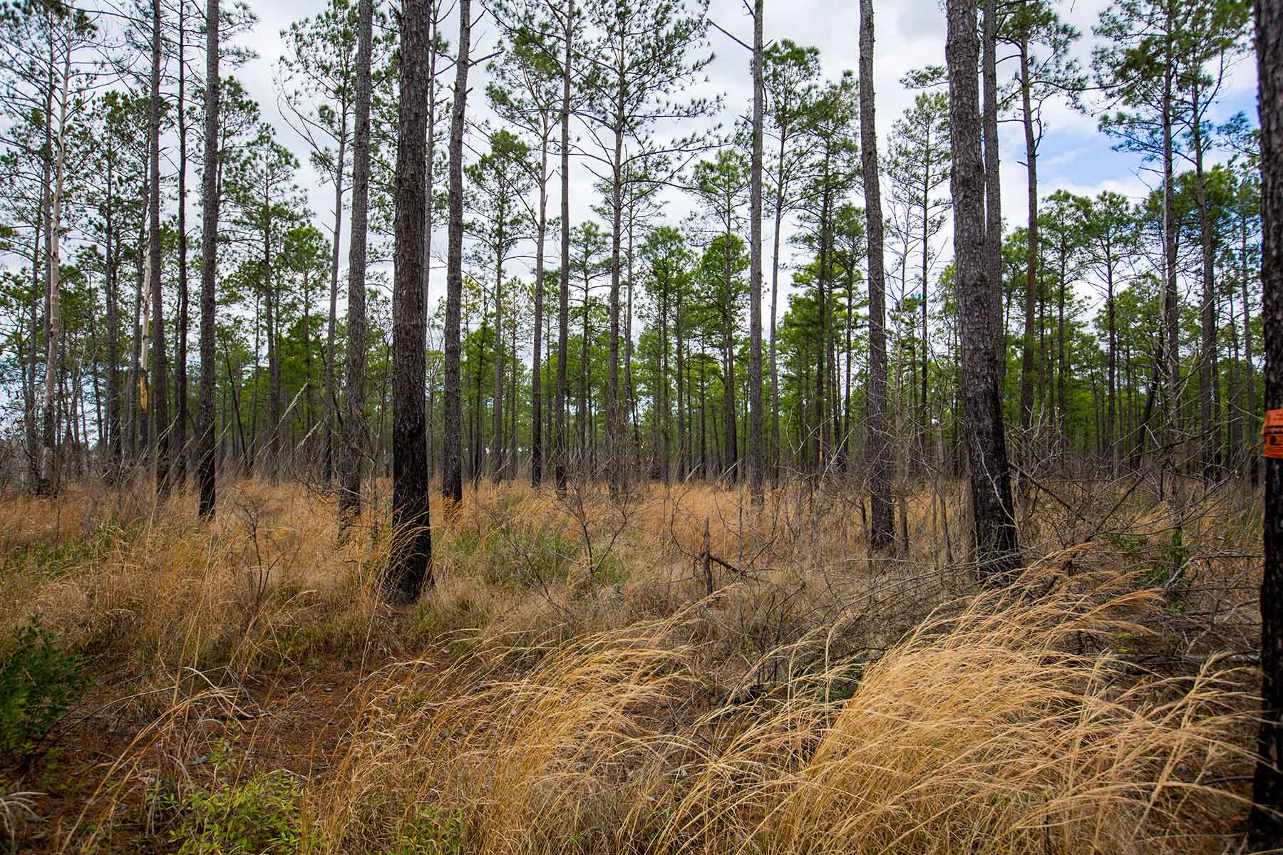 Brooks Hill property picture 9 of 11