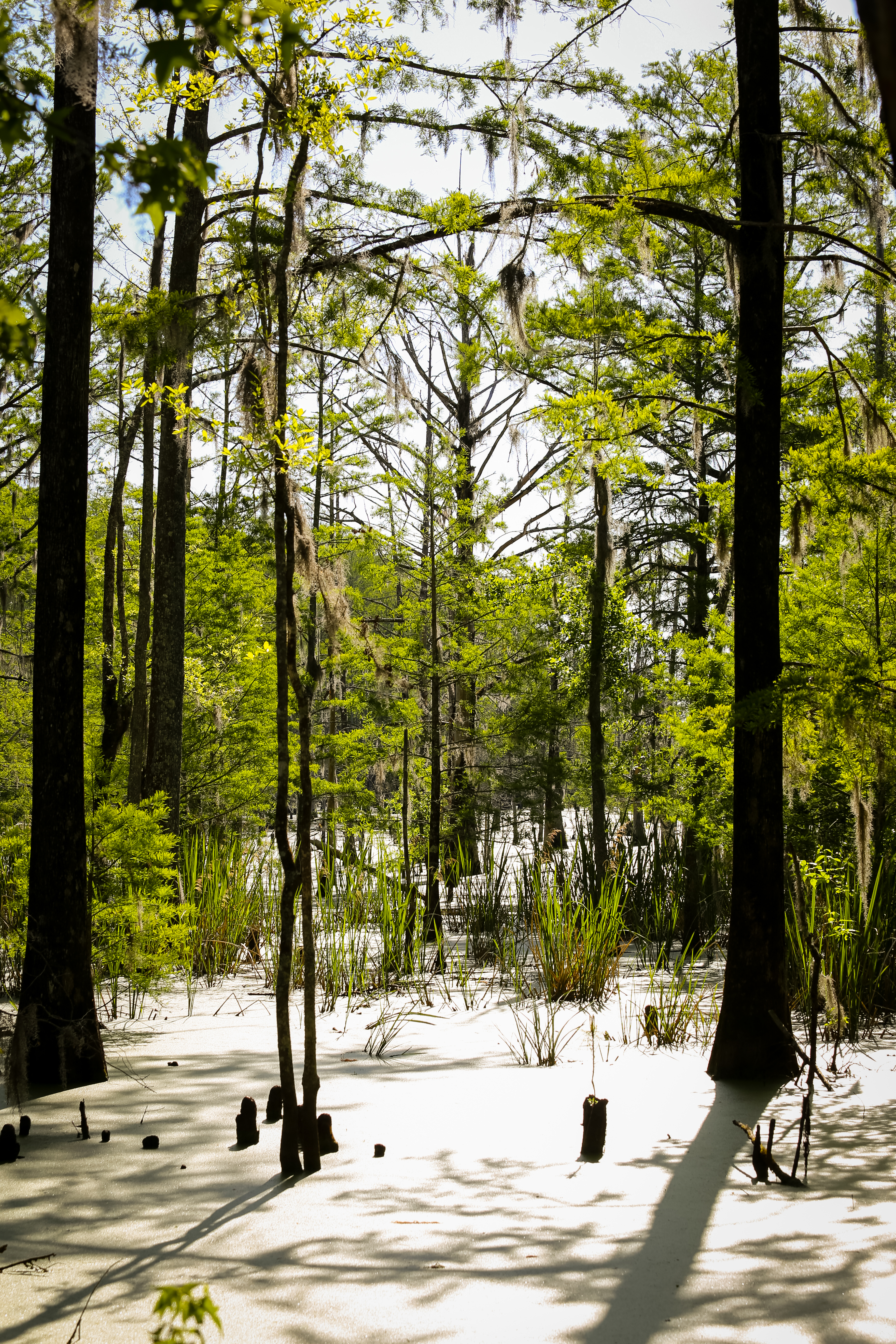 Weymouth Plantation property picture 52 of 62