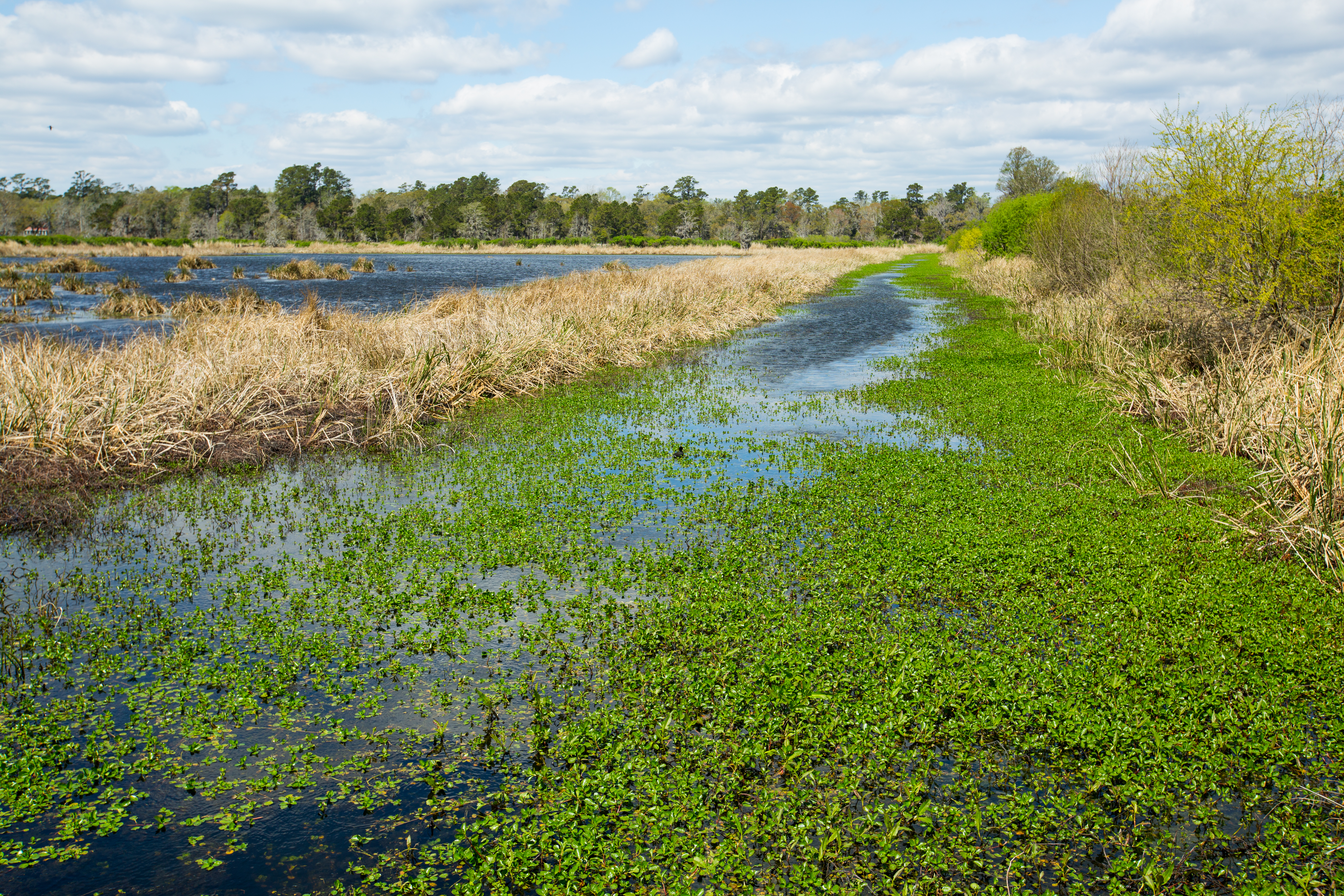 Weymouth Plantation property picture 56 of 62