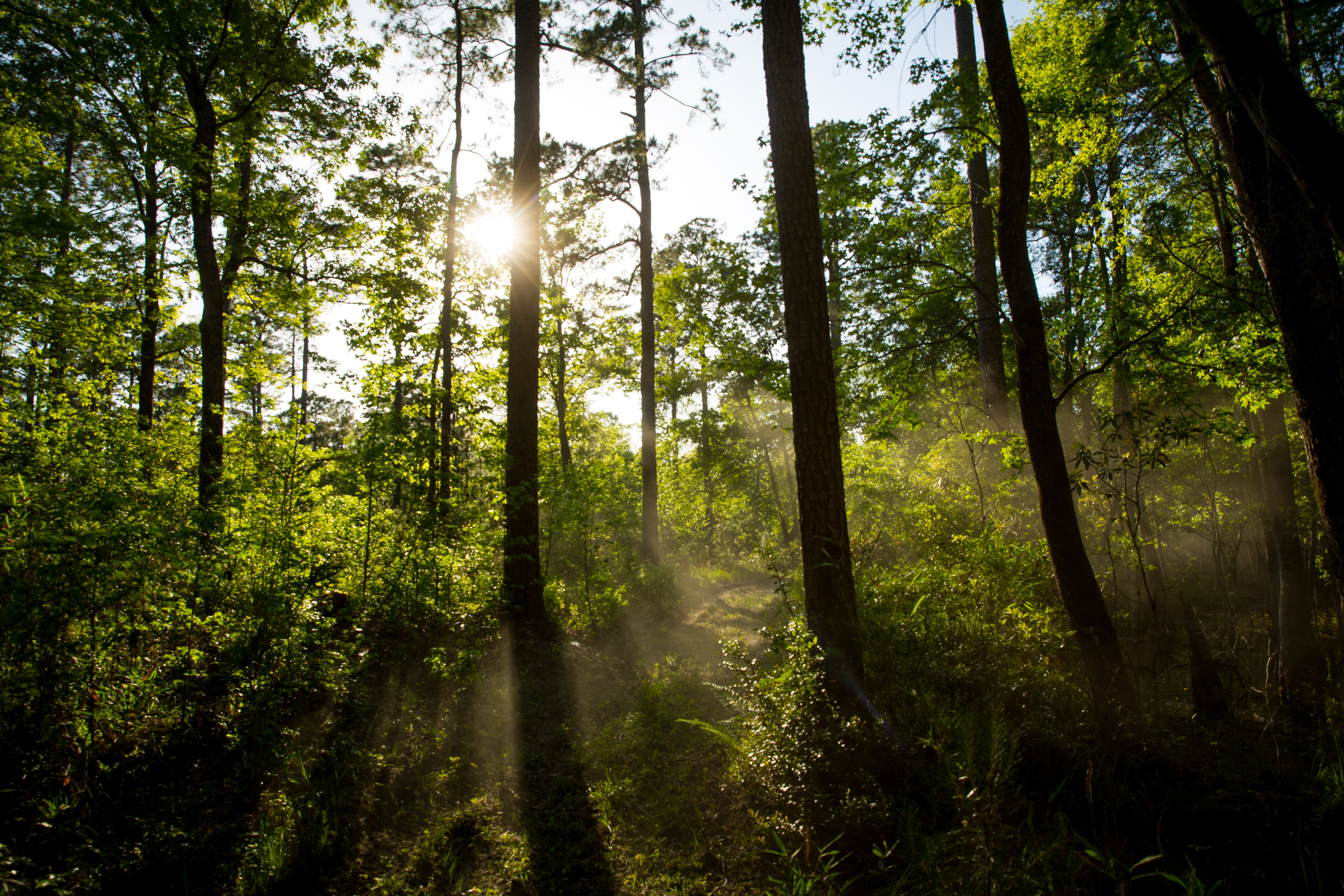 Weymouth Plantation property picture 59 of 62