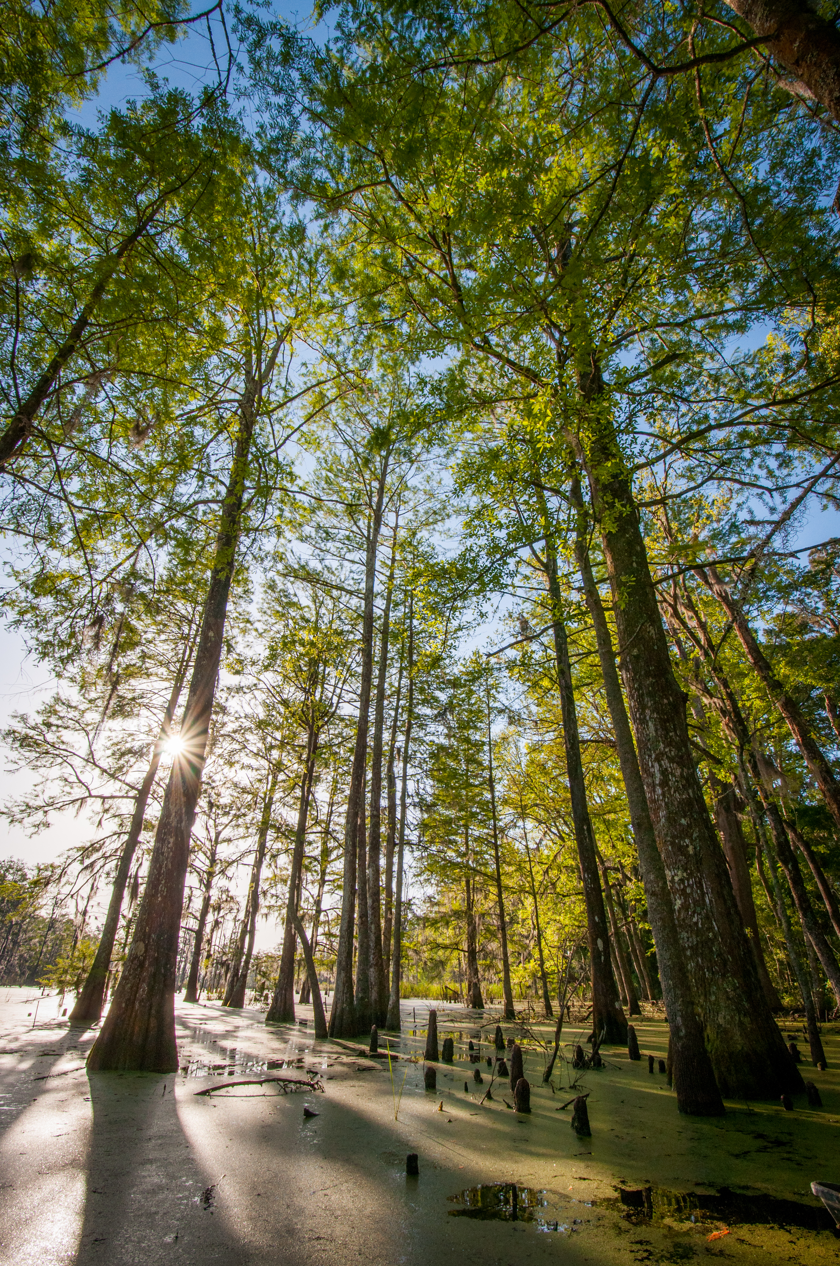 Weymouth Plantation property picture 11 of 62