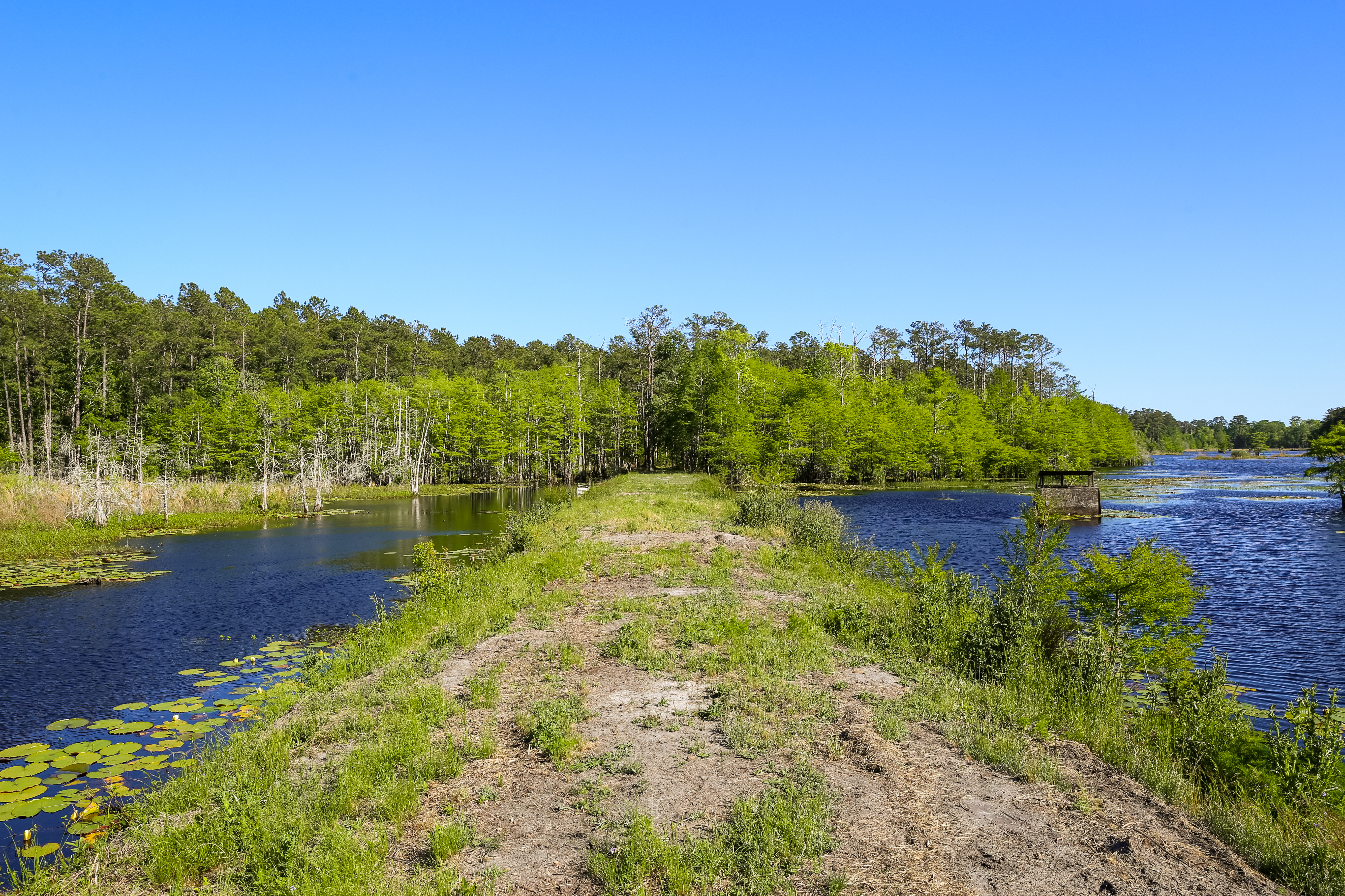 Weymouth Plantation property picture 50 of 62