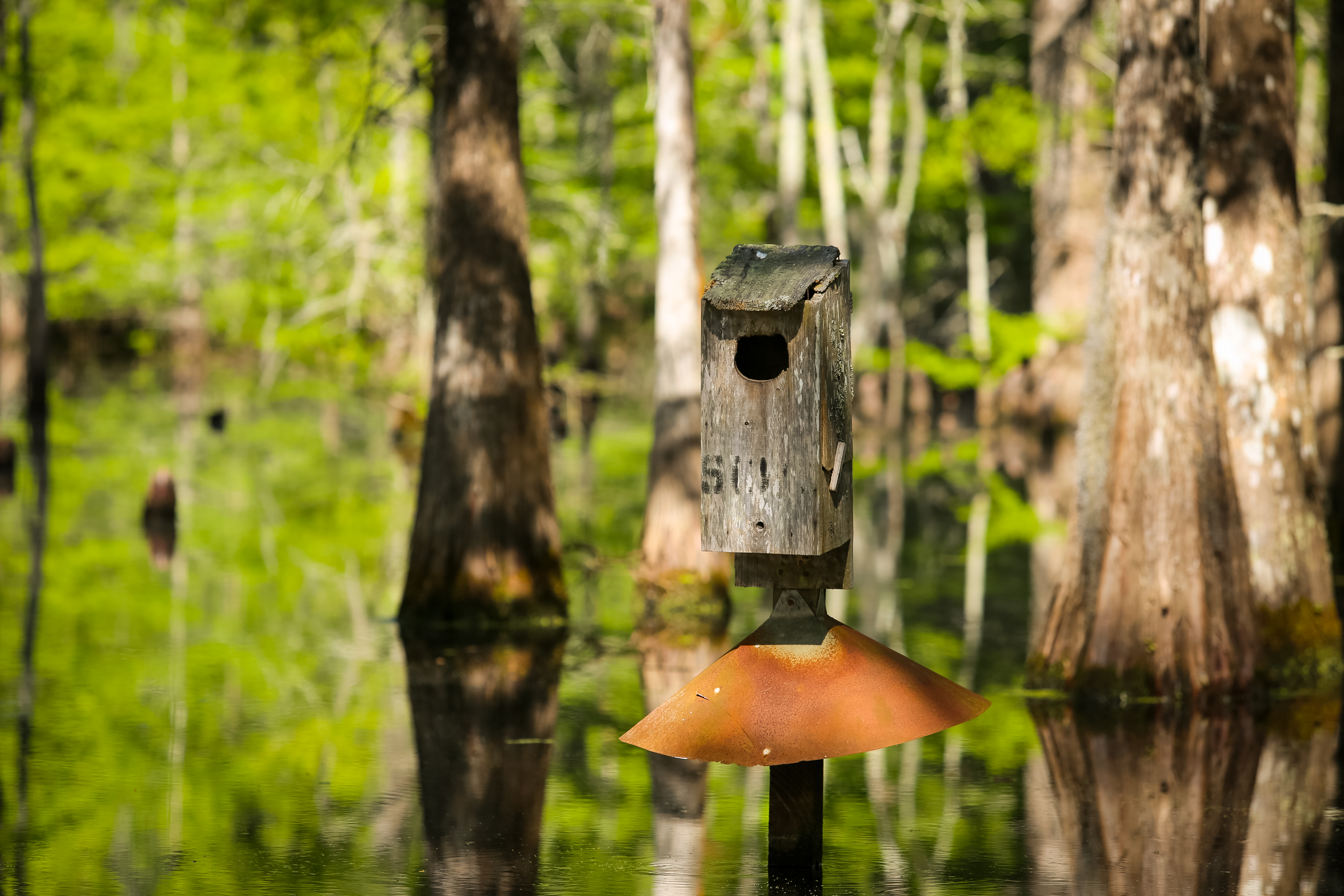 Weymouth Plantation property picture 16 of 62