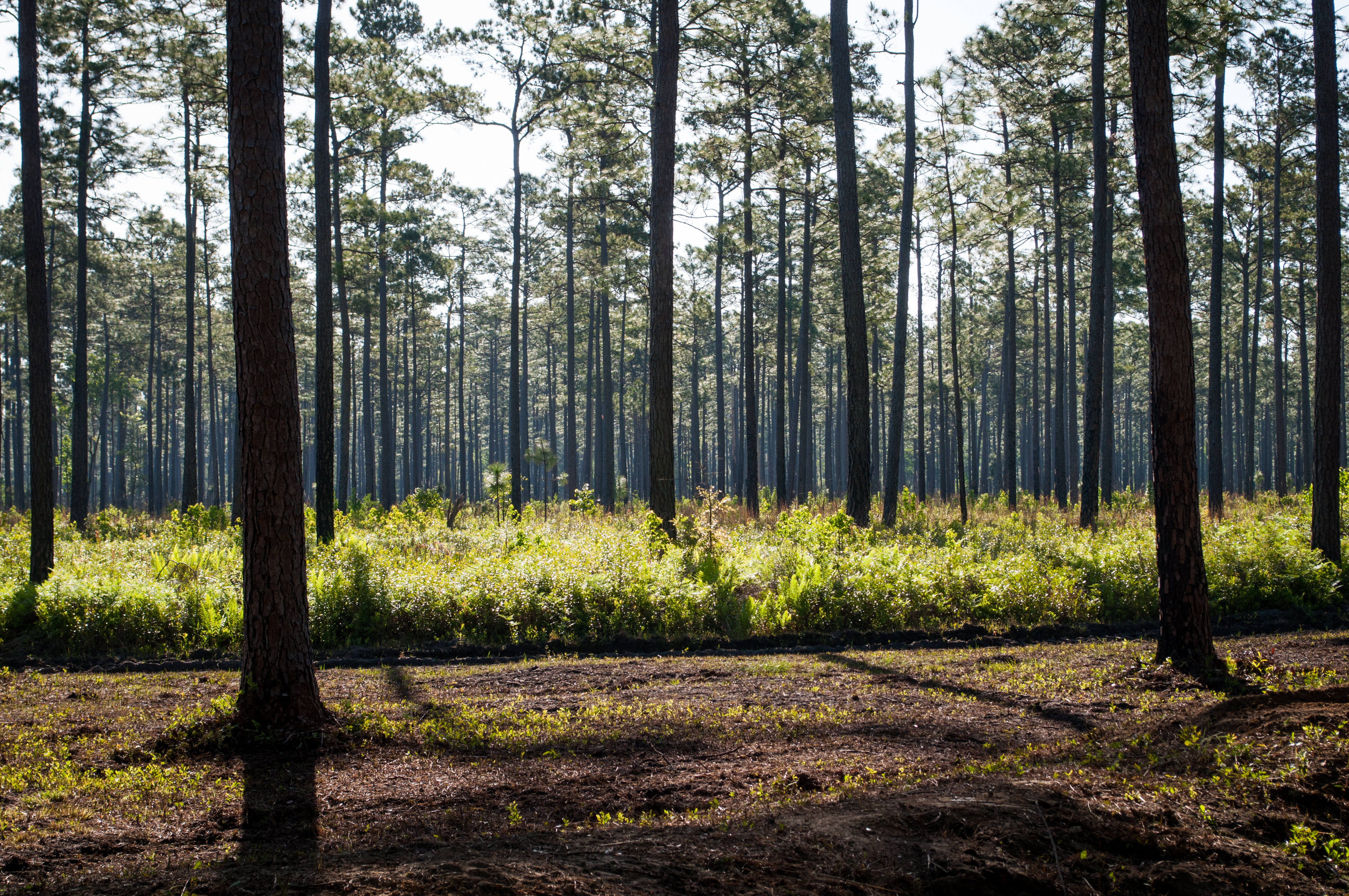 Weymouth Plantation property picture 5 of 62
