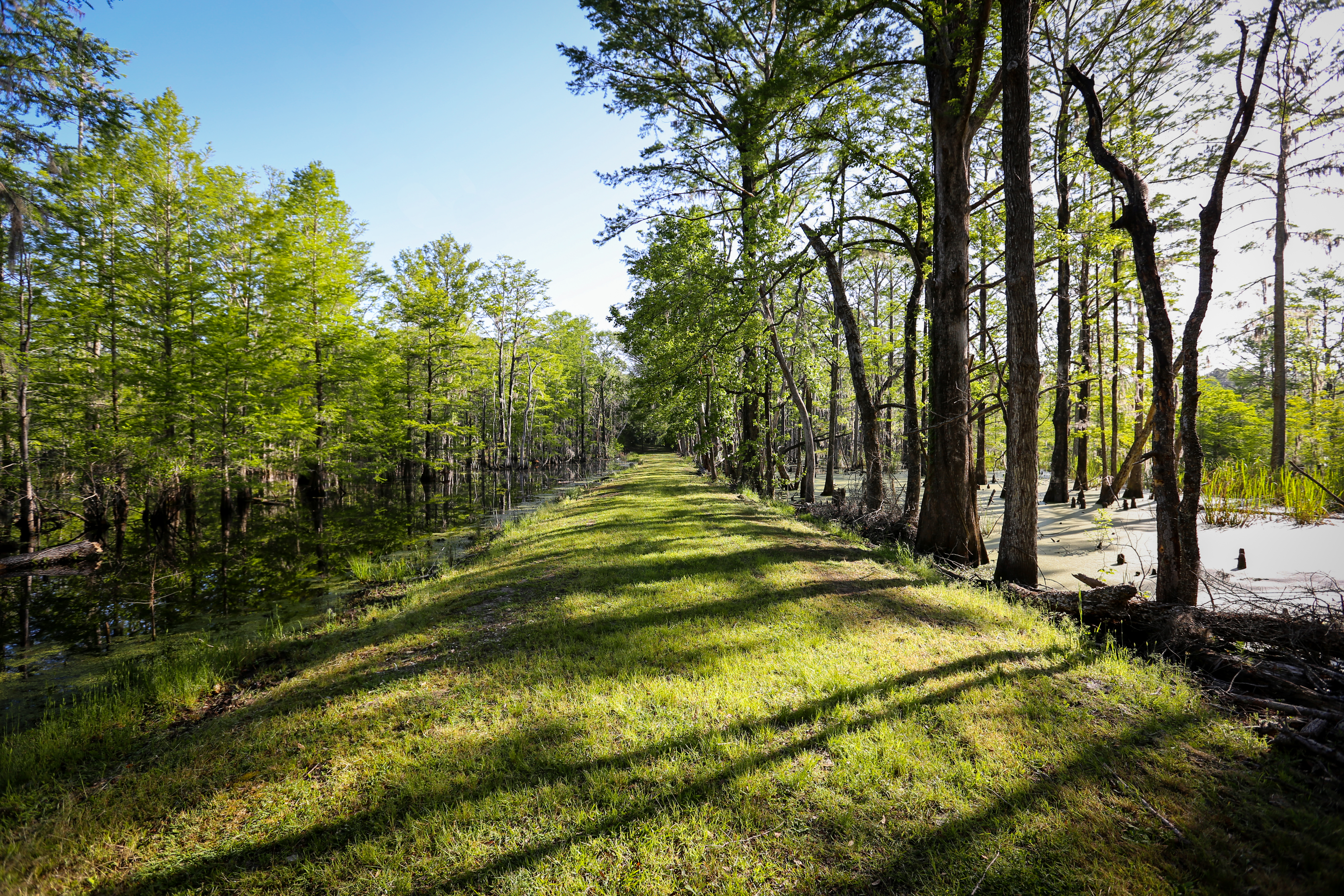 Weymouth Plantation property picture 17 of 62