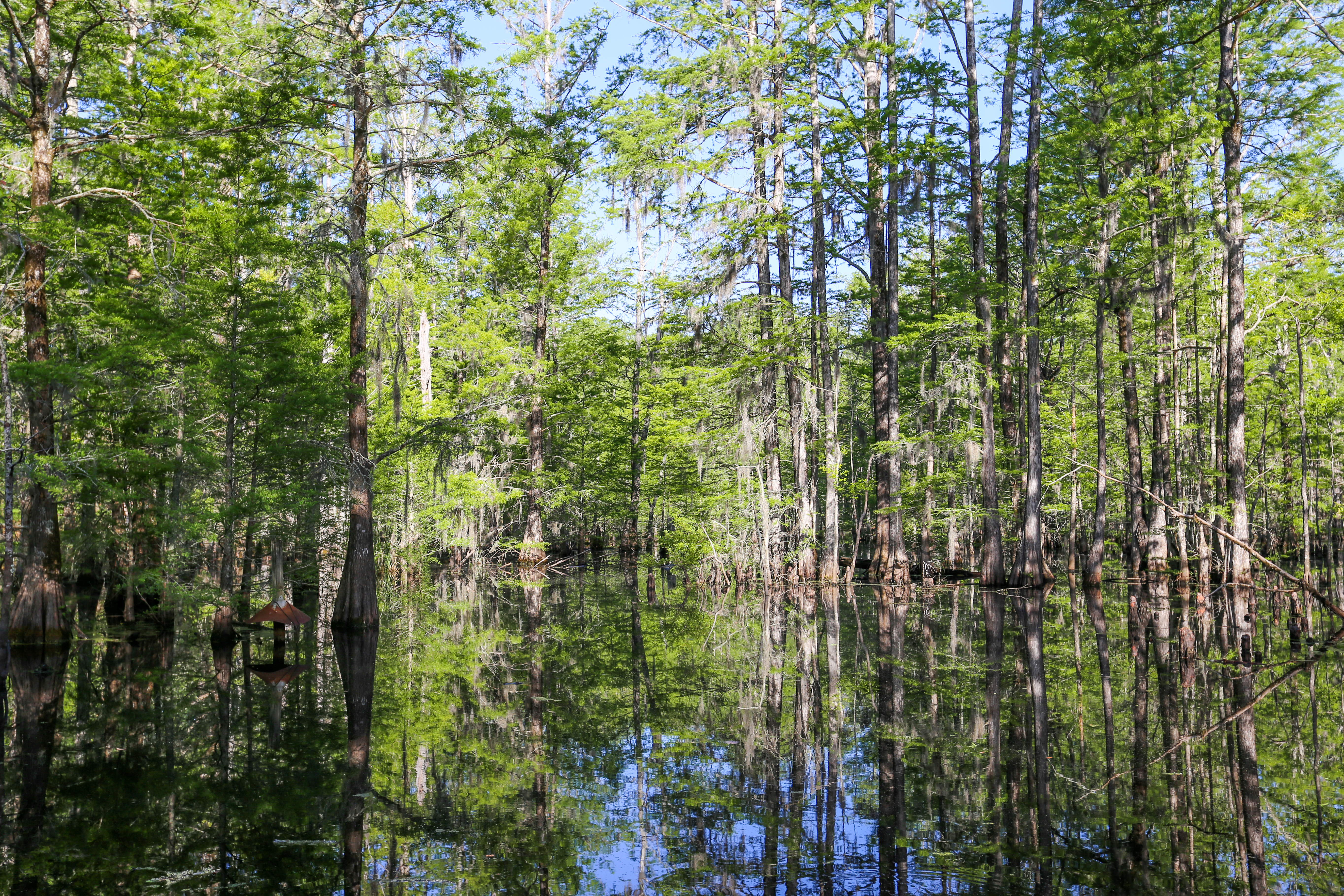 Weymouth Plantation property picture 53 of 62