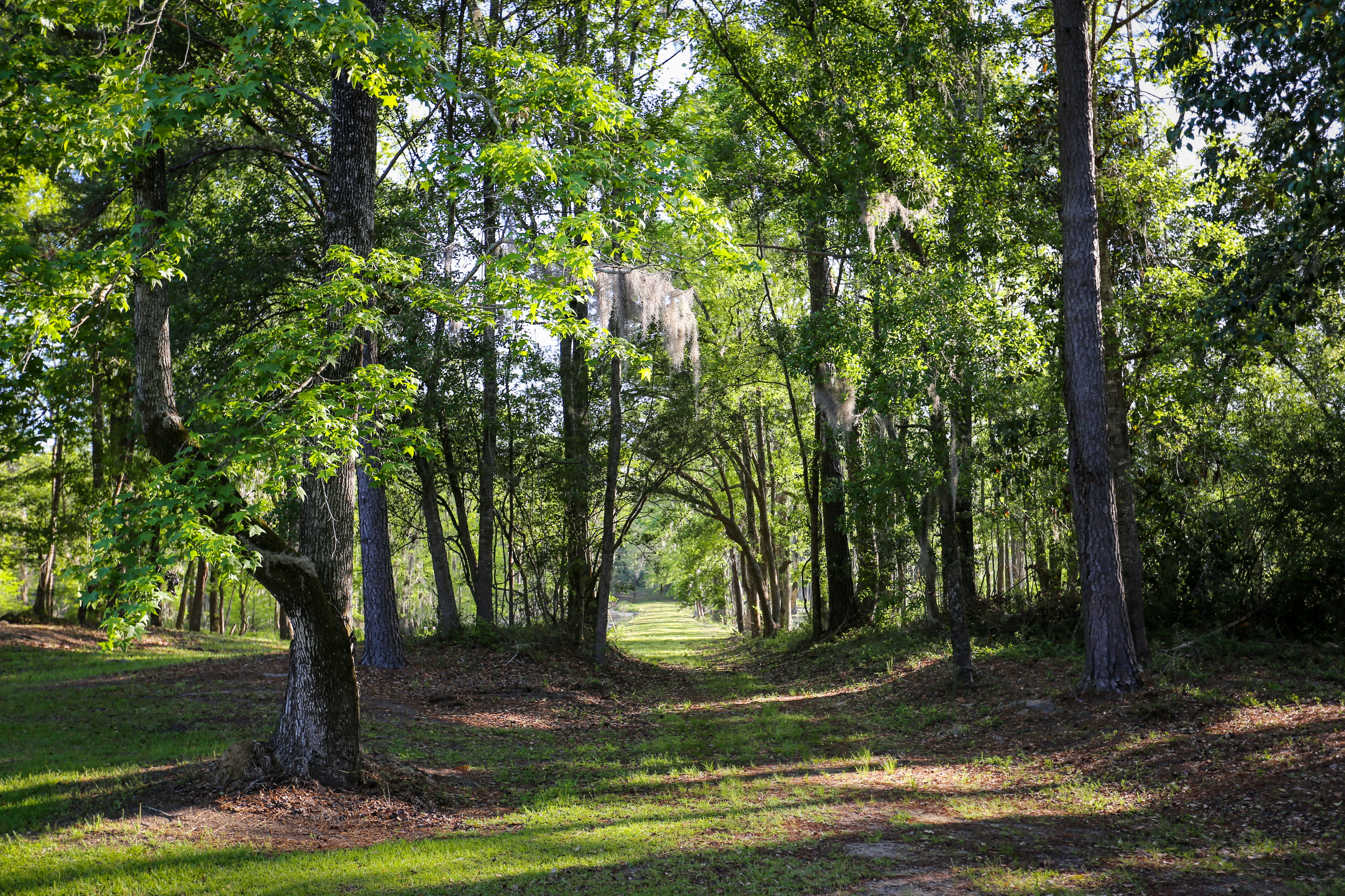 Weymouth Plantation property picture 57 of 62