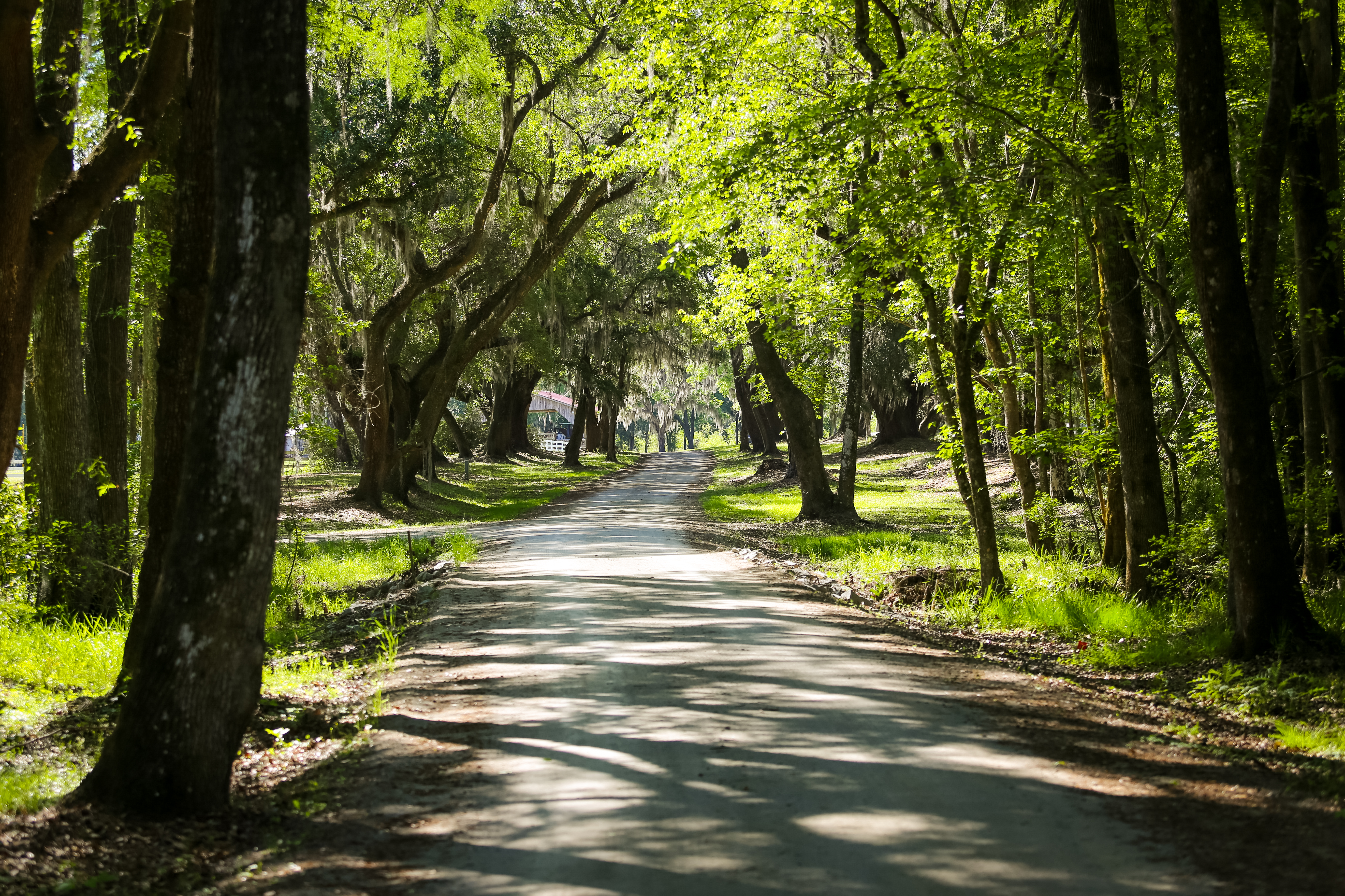Weymouth Plantation property picture 42 of 62