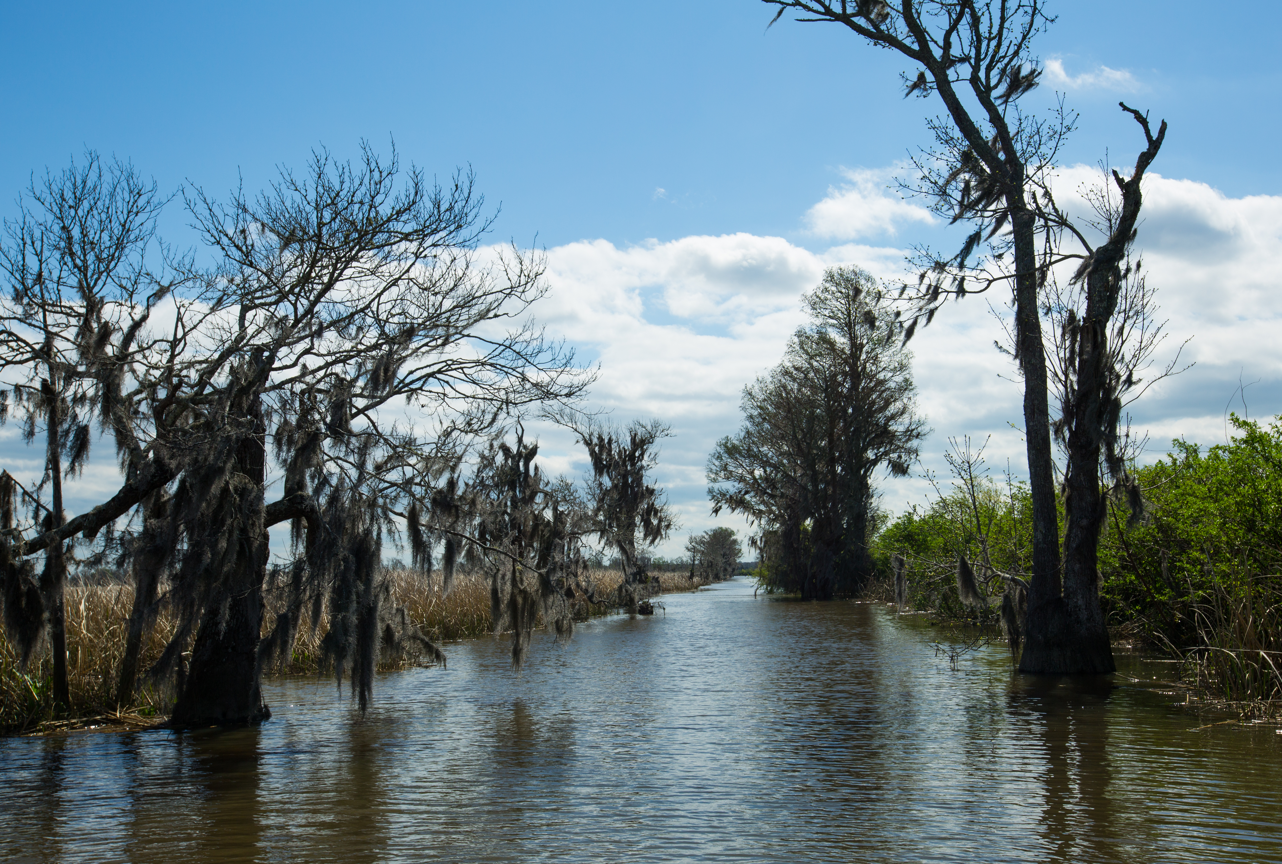 Weymouth Plantation property picture 54 of 62
