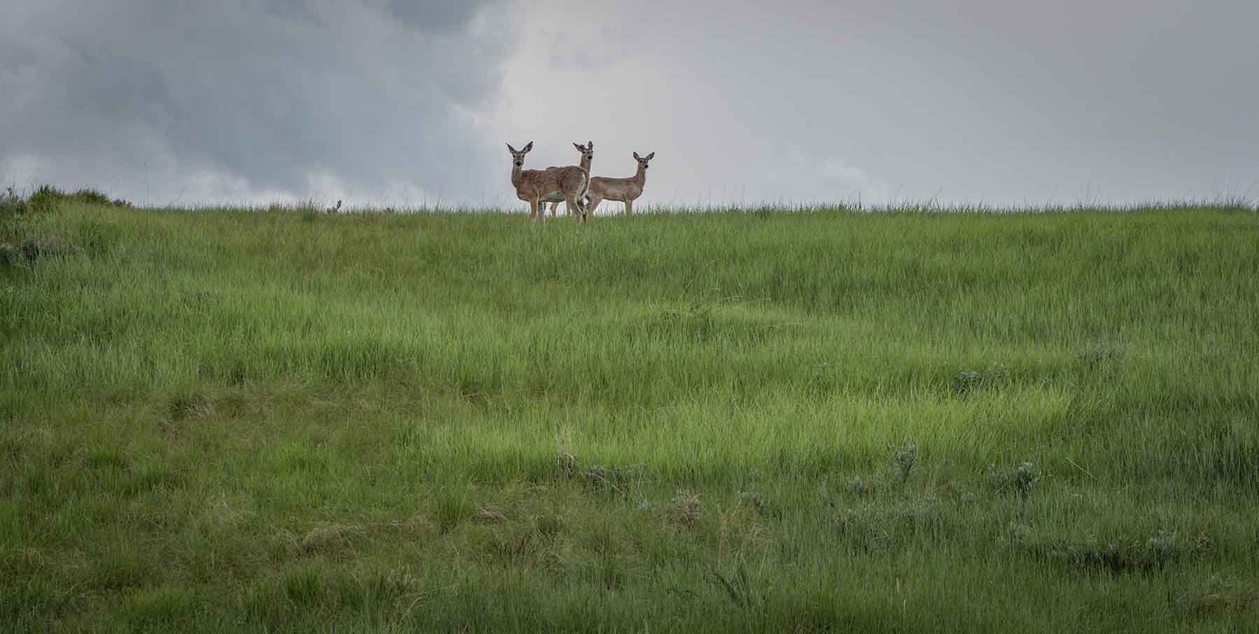 McGinley Homestead property picture 5 of 28