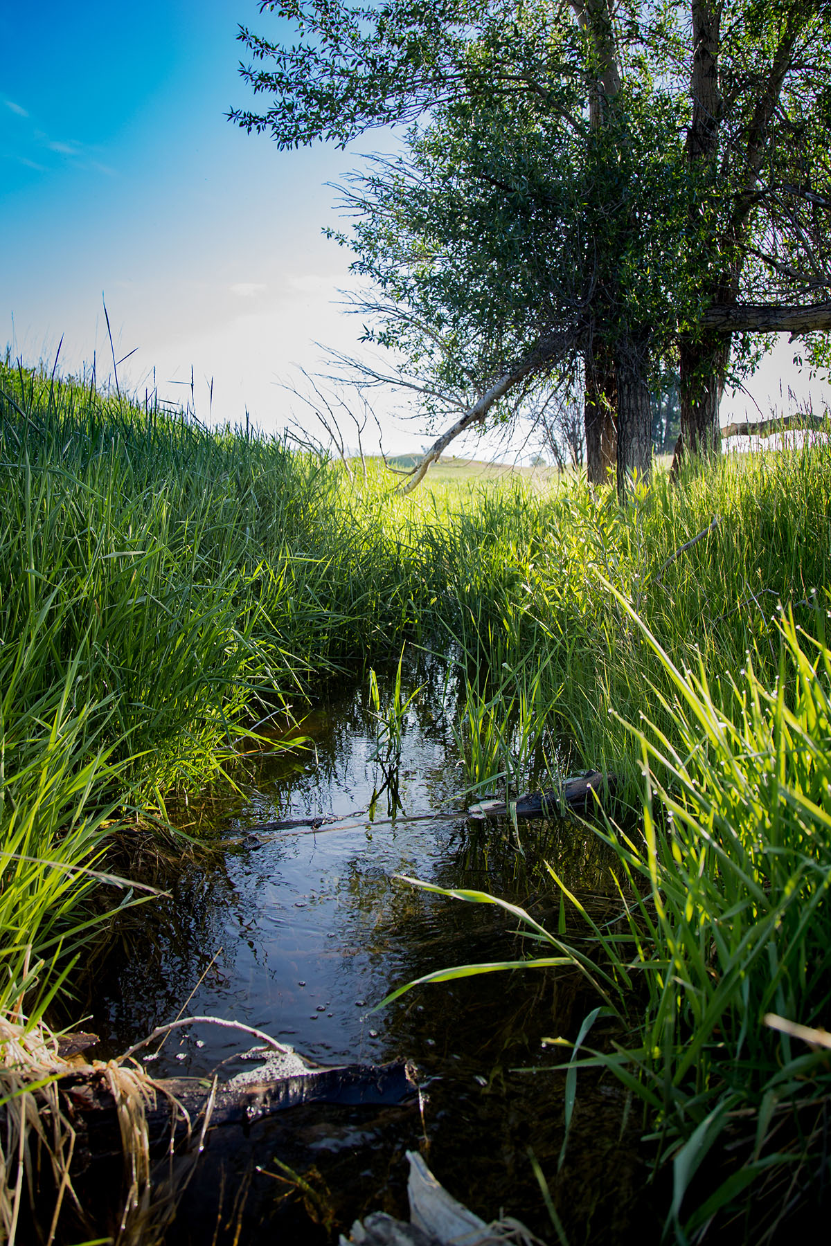 Fiddle Creek property picture 16 of 25