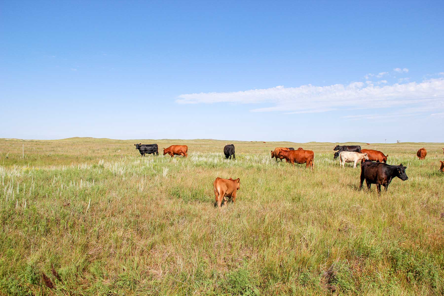 Frost Ranch property picture 18 of 28