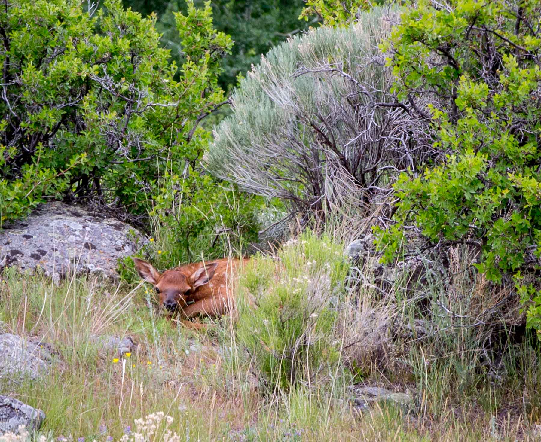 Deep Creek Cattle Company property picture 22 of 38