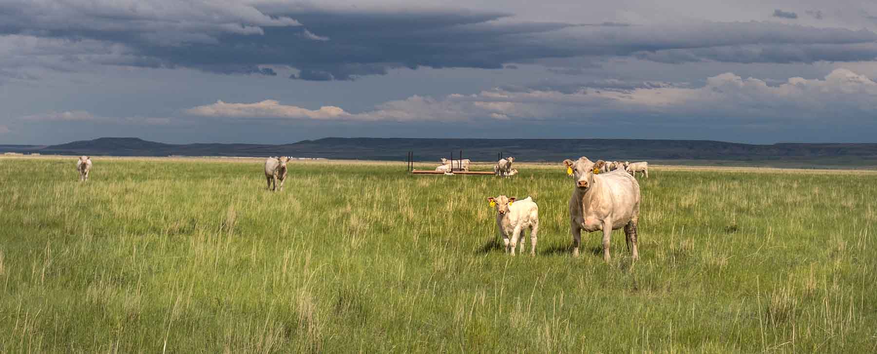 Deep Creek Cattle Company property picture 5 of 38