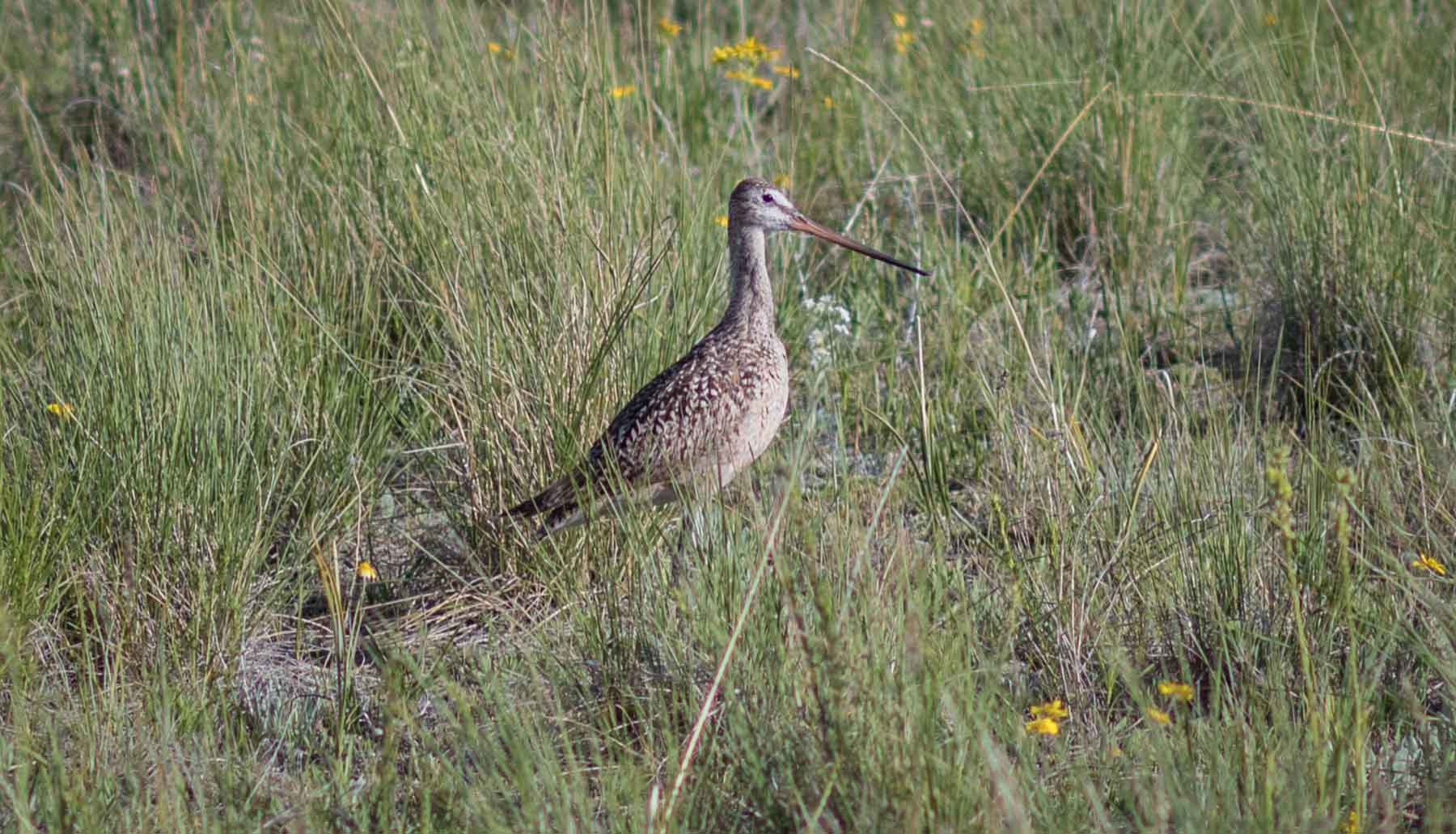 Deep Creek Cattle Company property picture 33 of 38