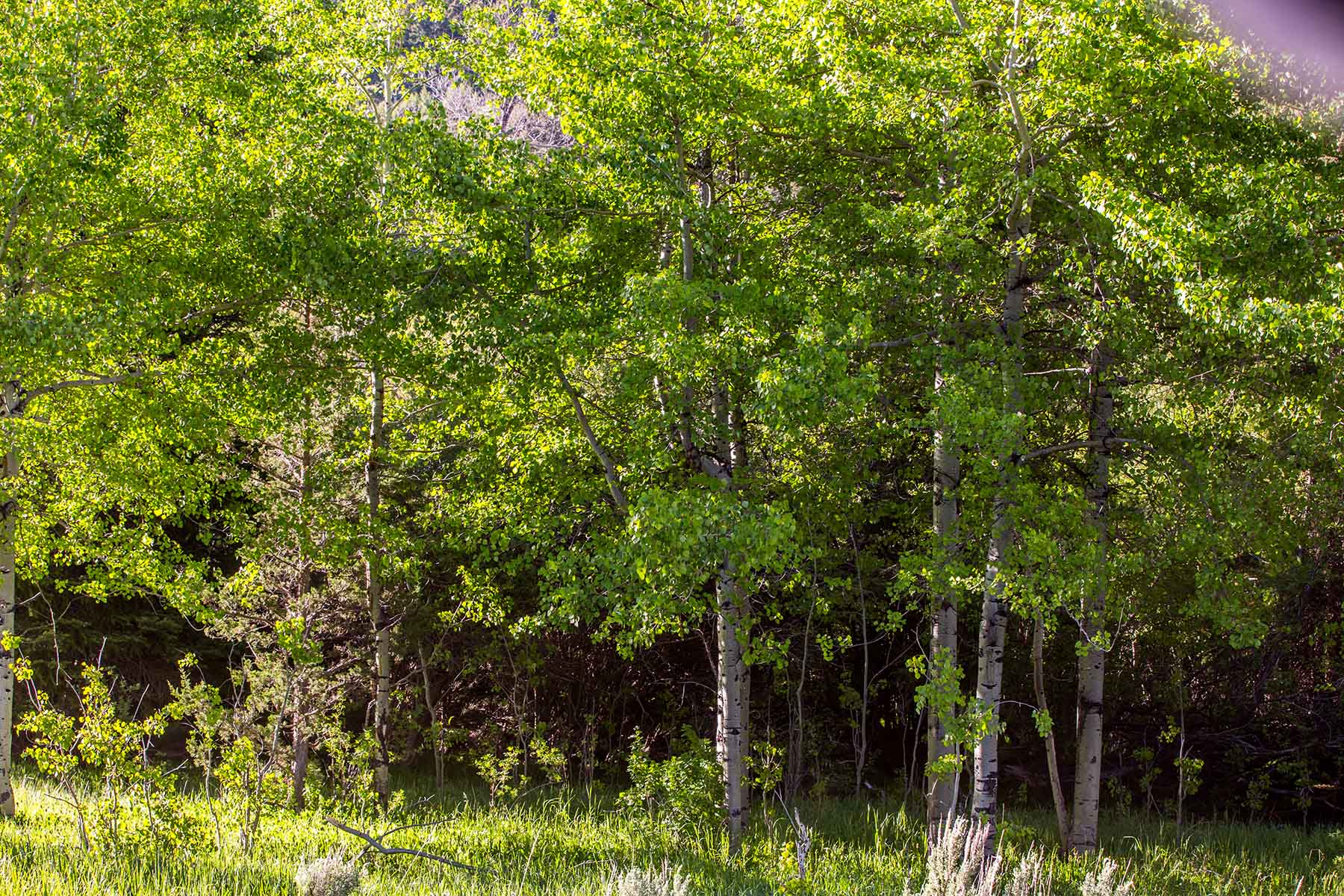 MTX Ranch property picture 16 of 44