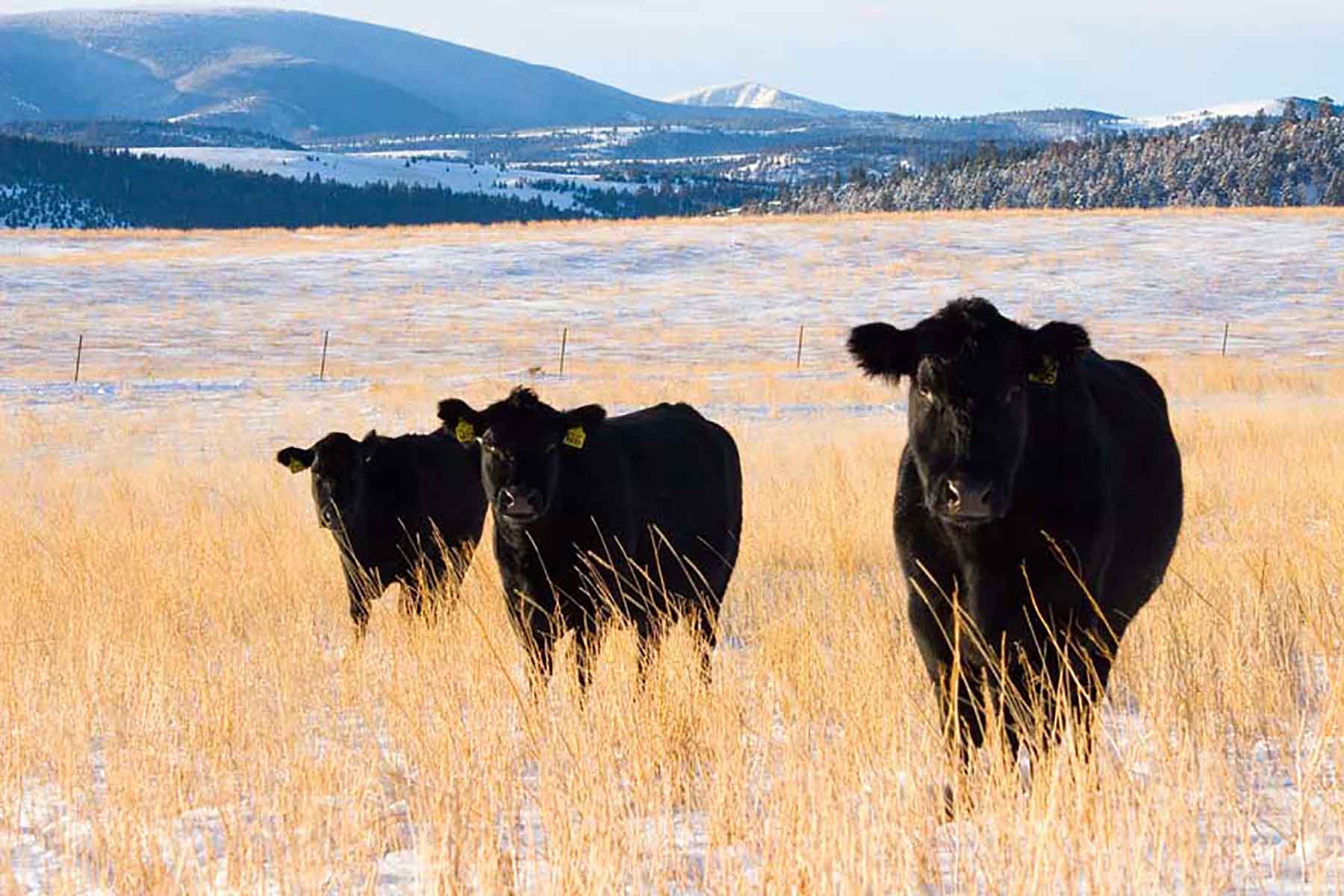 Elk Basin Ranch property picture 21 of 25
