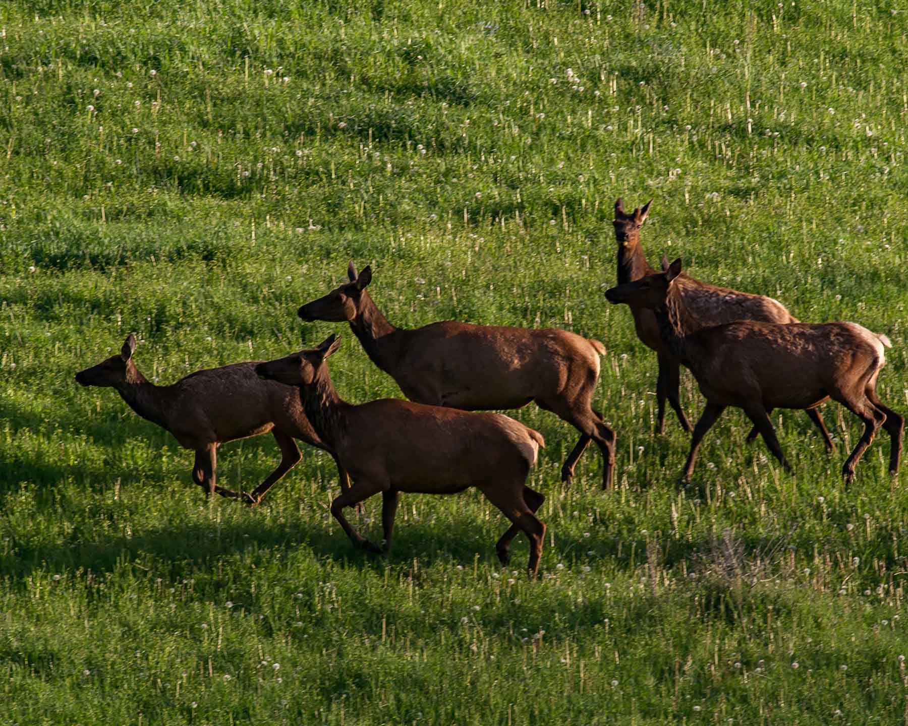 Elk Basin Ranch property picture 11 of 25