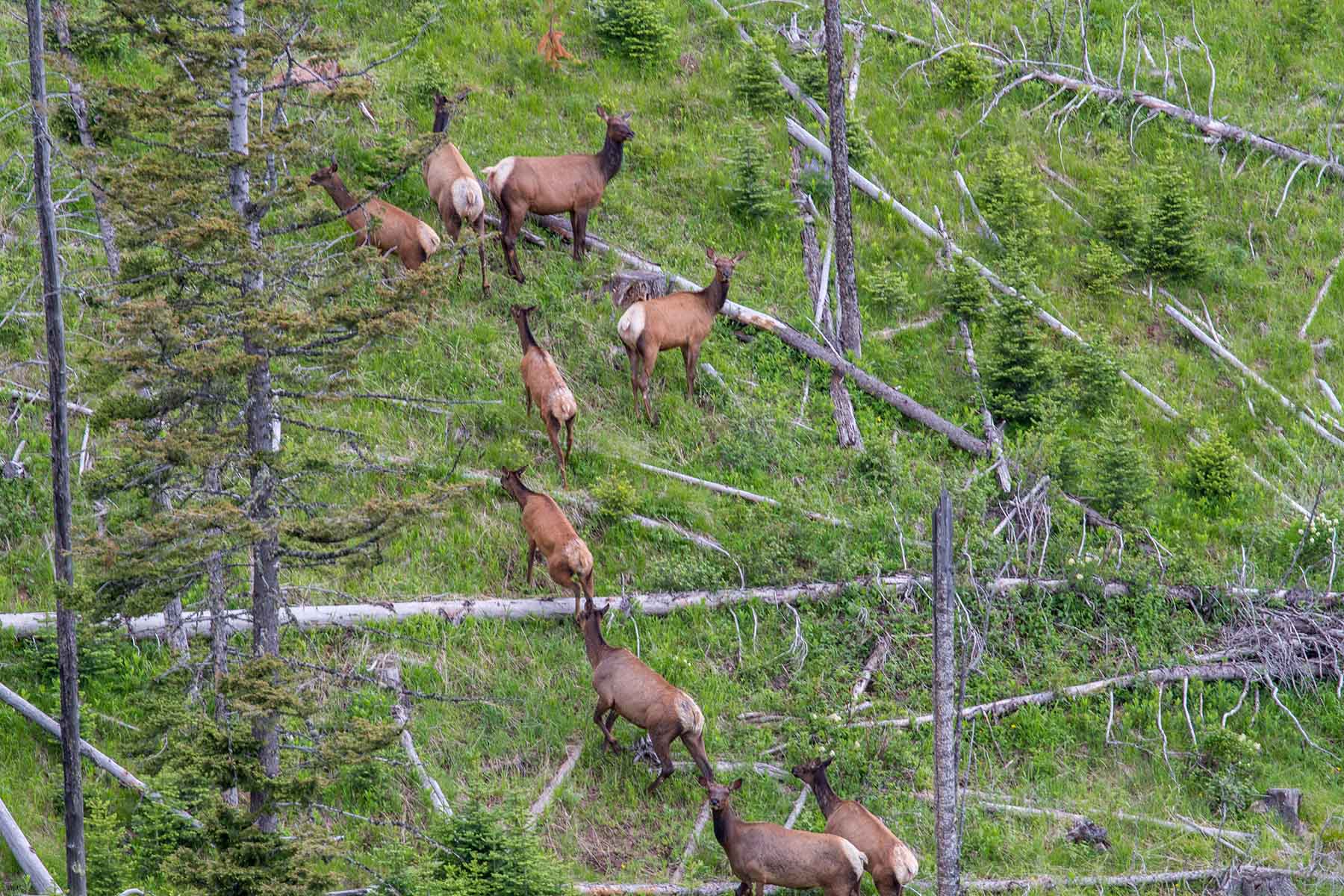 Elk Basin Ranch property picture 10 of 25