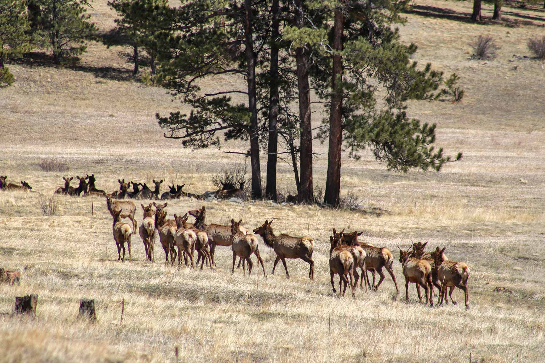 Elk Meadow Ranch property picture 52 of 74