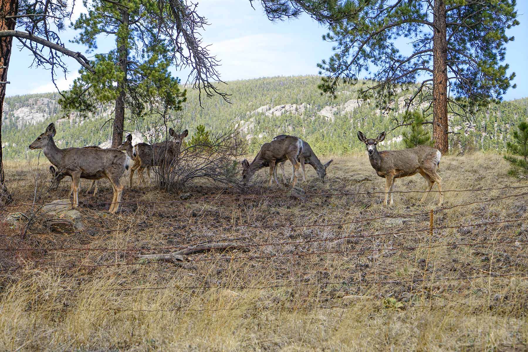 Elk Meadow Ranch Sold Colorado Hall and Hall