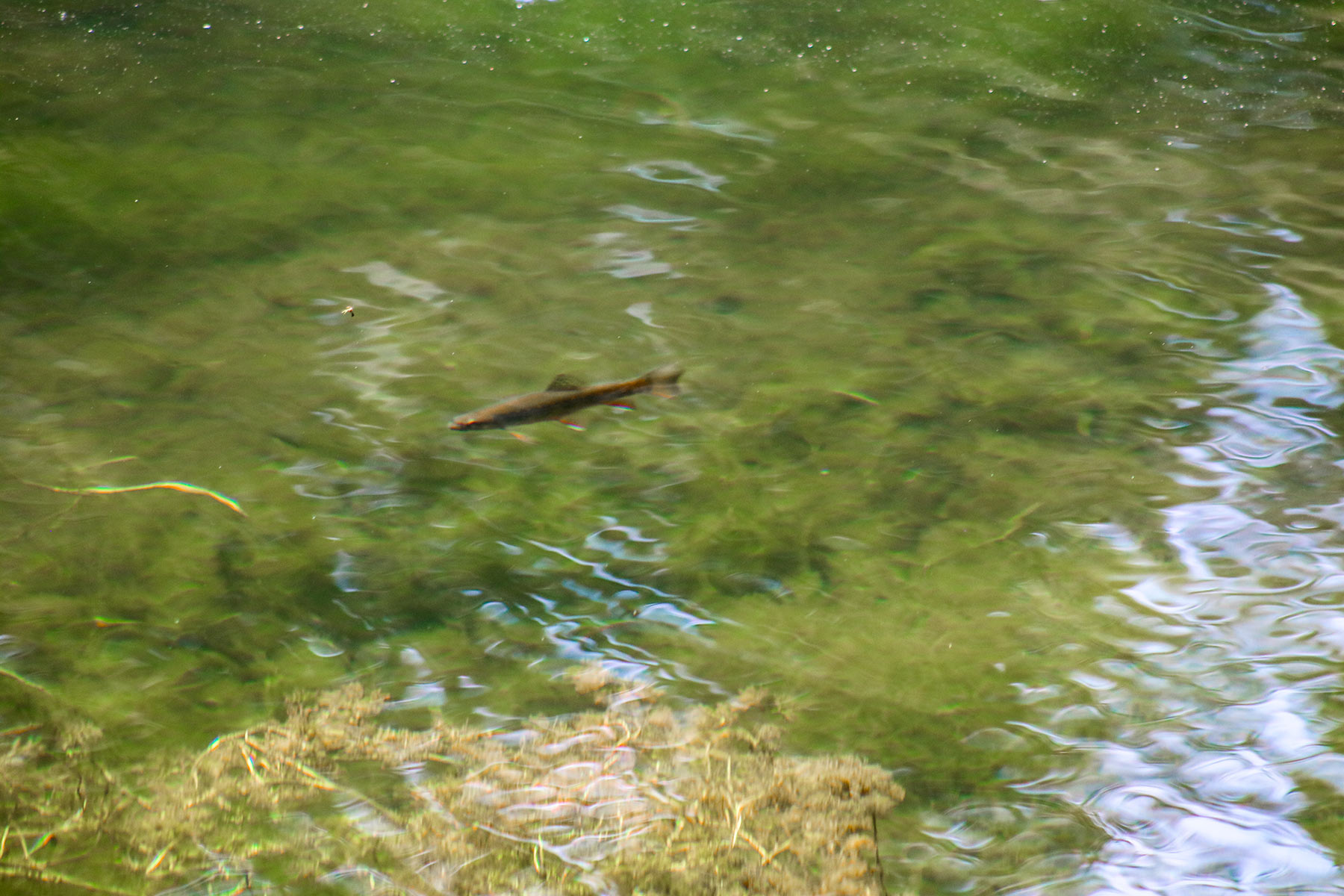 Elk Meadow Ranch property picture 66 of 74