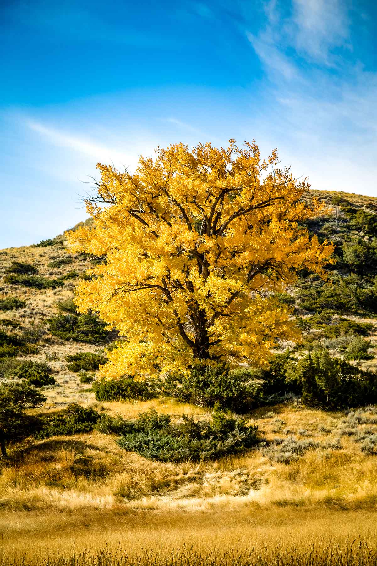 Big Timber Creek Ranch property picture 32 of 48