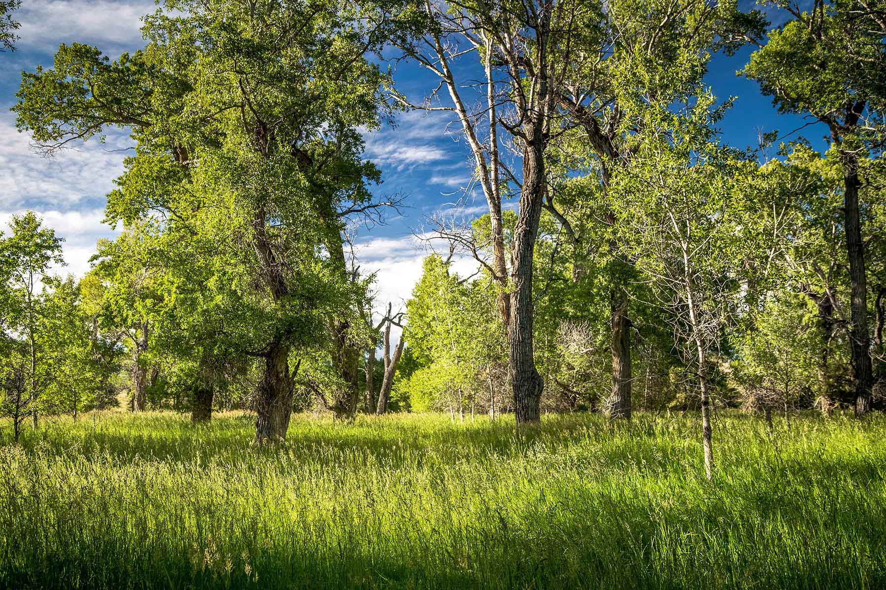 Big Timber Creek Ranch property picture 27 of 48