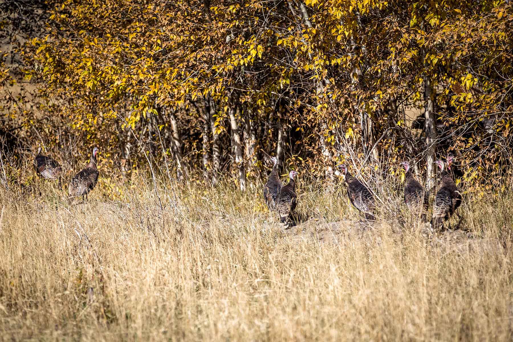 Big Timber Creek Ranch property picture 31 of 48