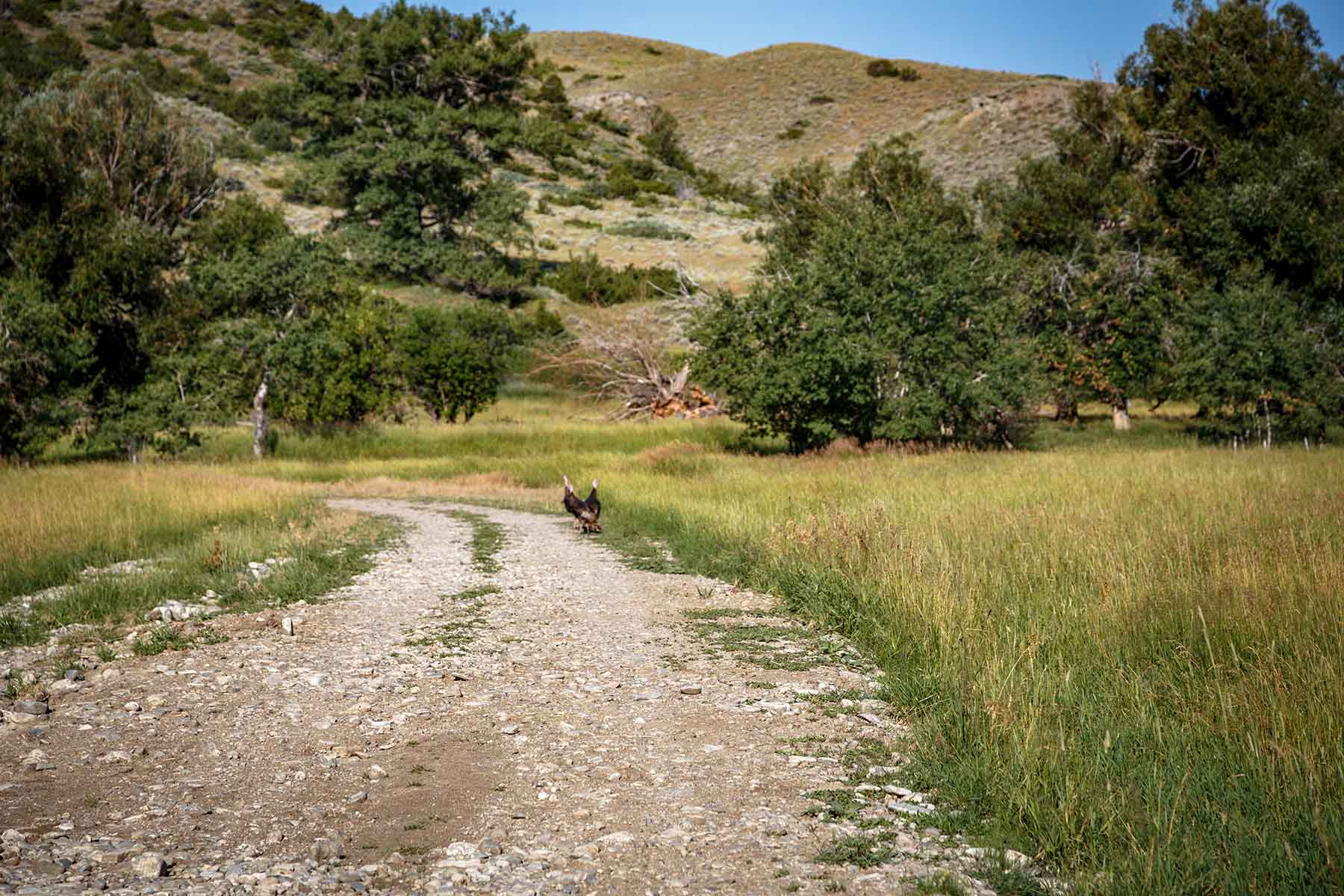 Big Timber Creek Ranch property picture 46 of 48