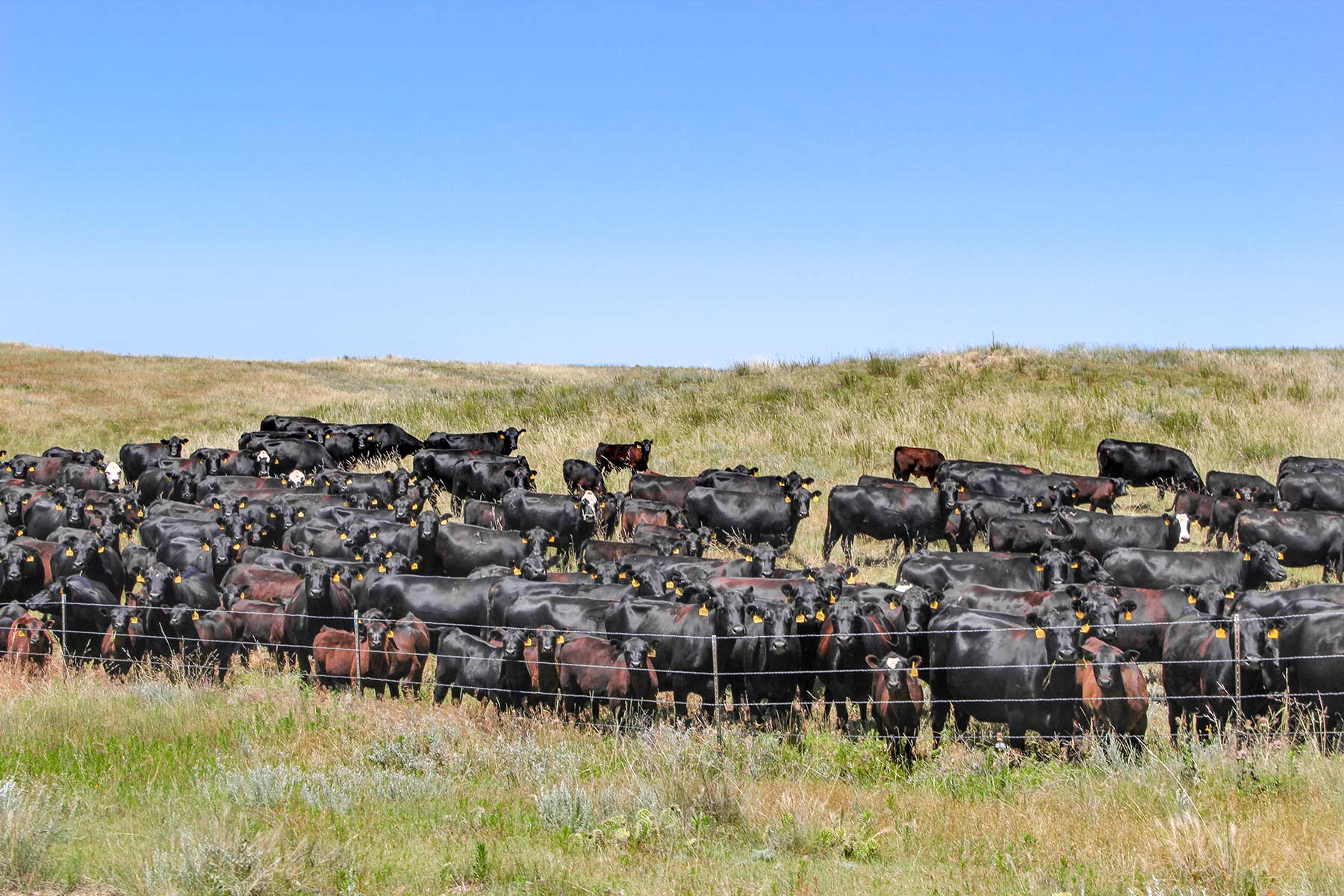 Rust Ranch property picture 46 of 77