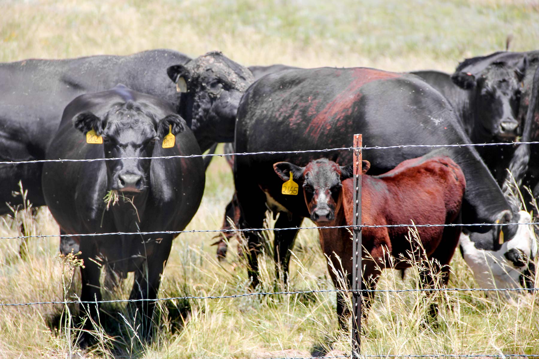 Rust Ranch property picture 44 of 77