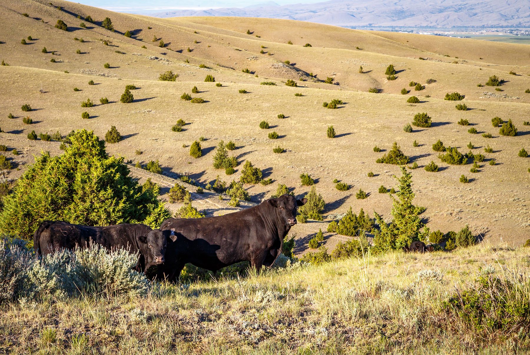 Double C Ranch property picture 54 of 75