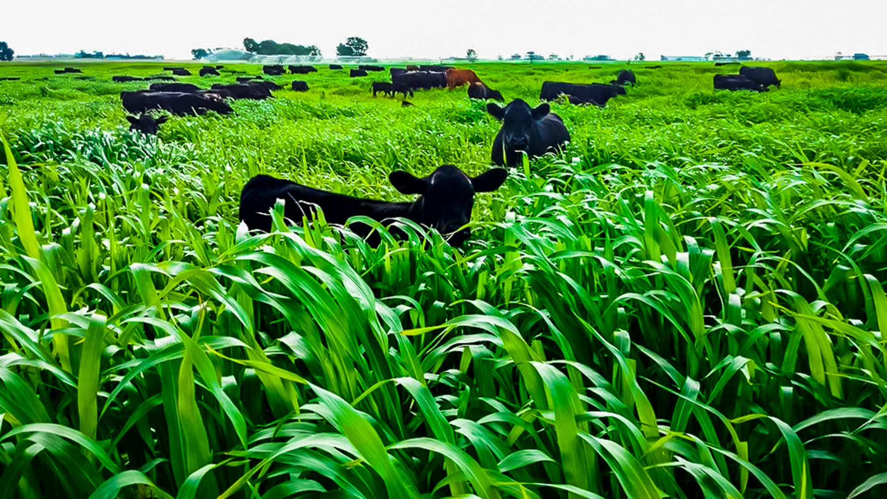 Zeman Farm & Ranch property picture 48 of 84