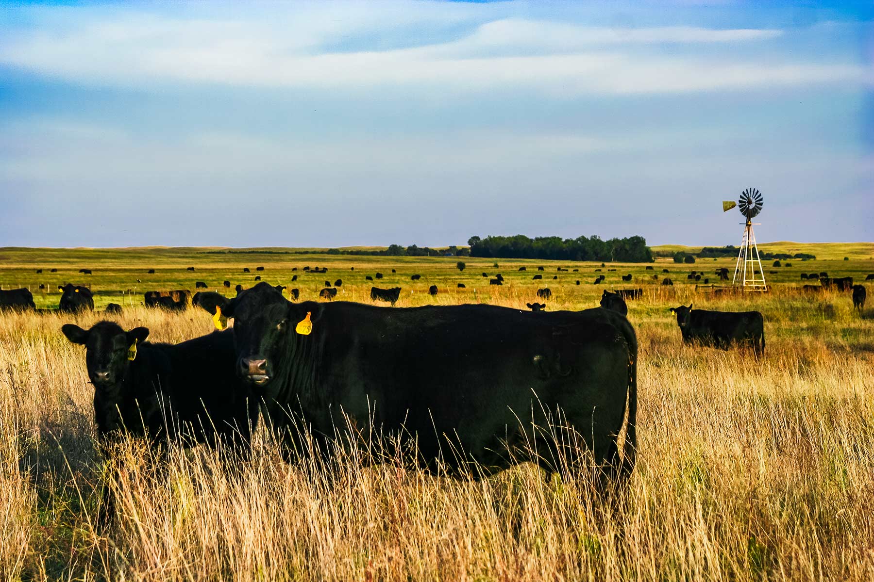 Zeman Farm & Ranch property picture 58 of 84