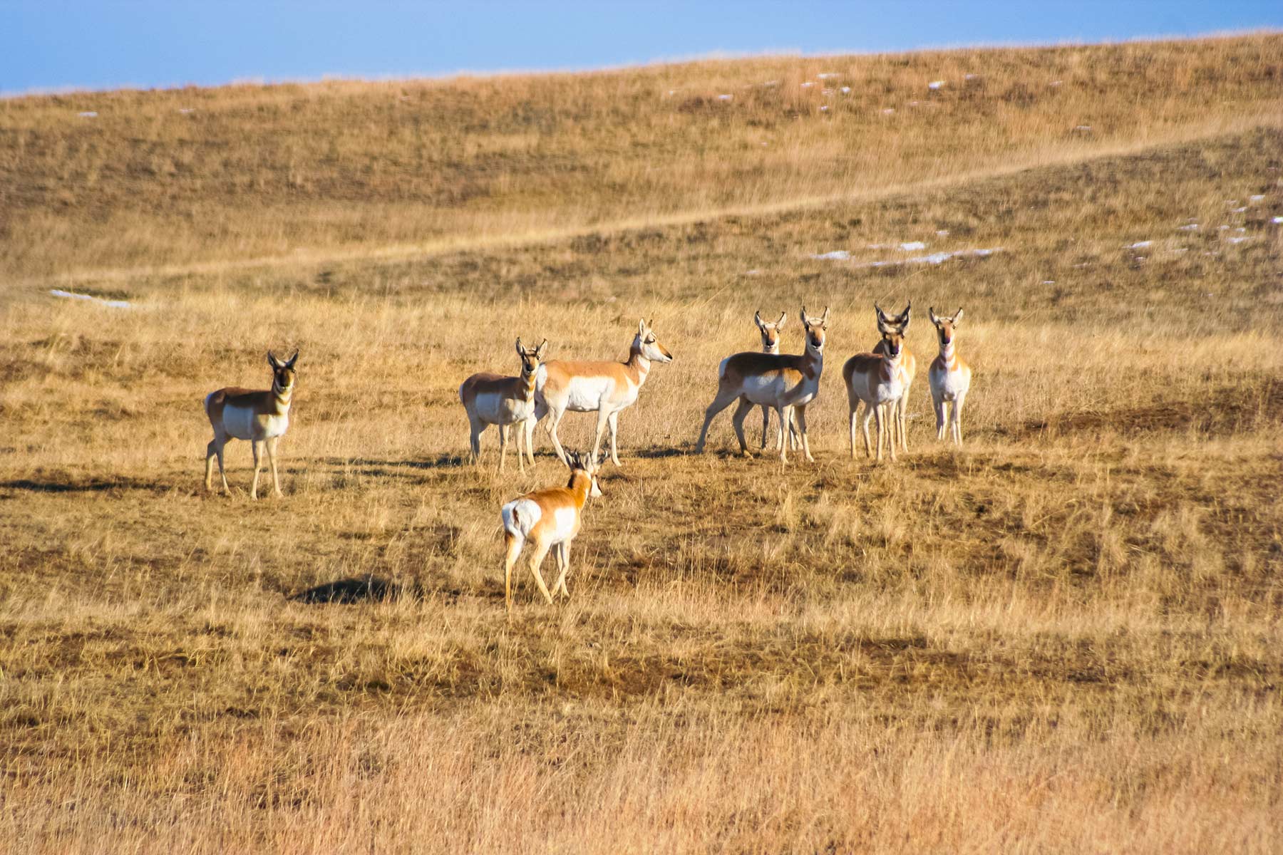 Zeman Farm & Ranch property picture 56 of 84