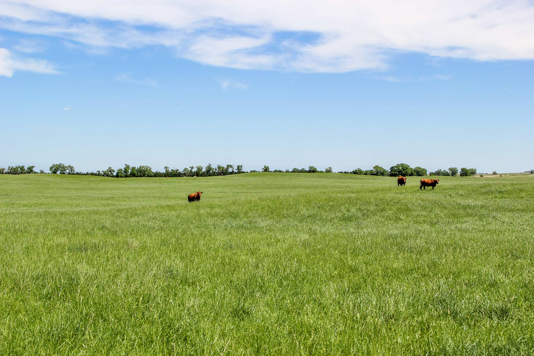 Zeman Farm & Ranch property picture 27 of 84