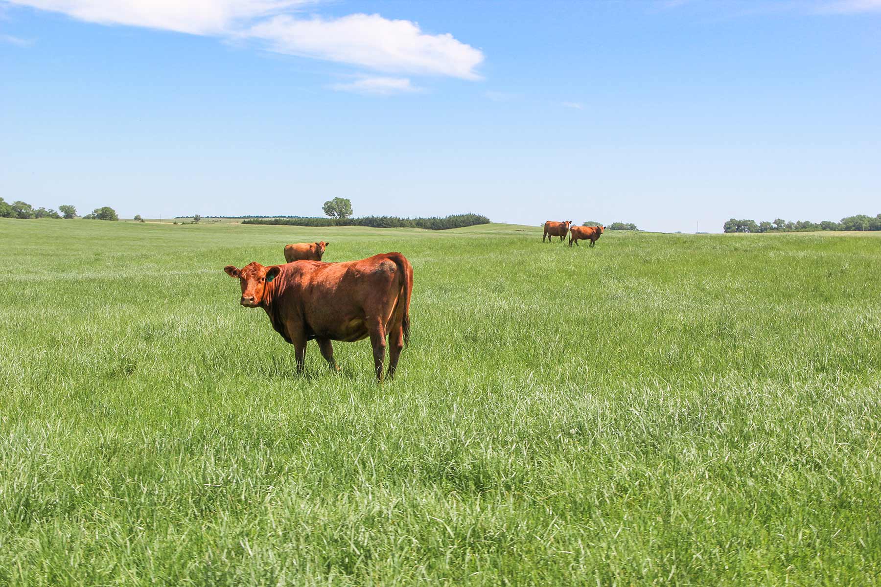 Zeman Farm & Ranch property picture 28 of 84