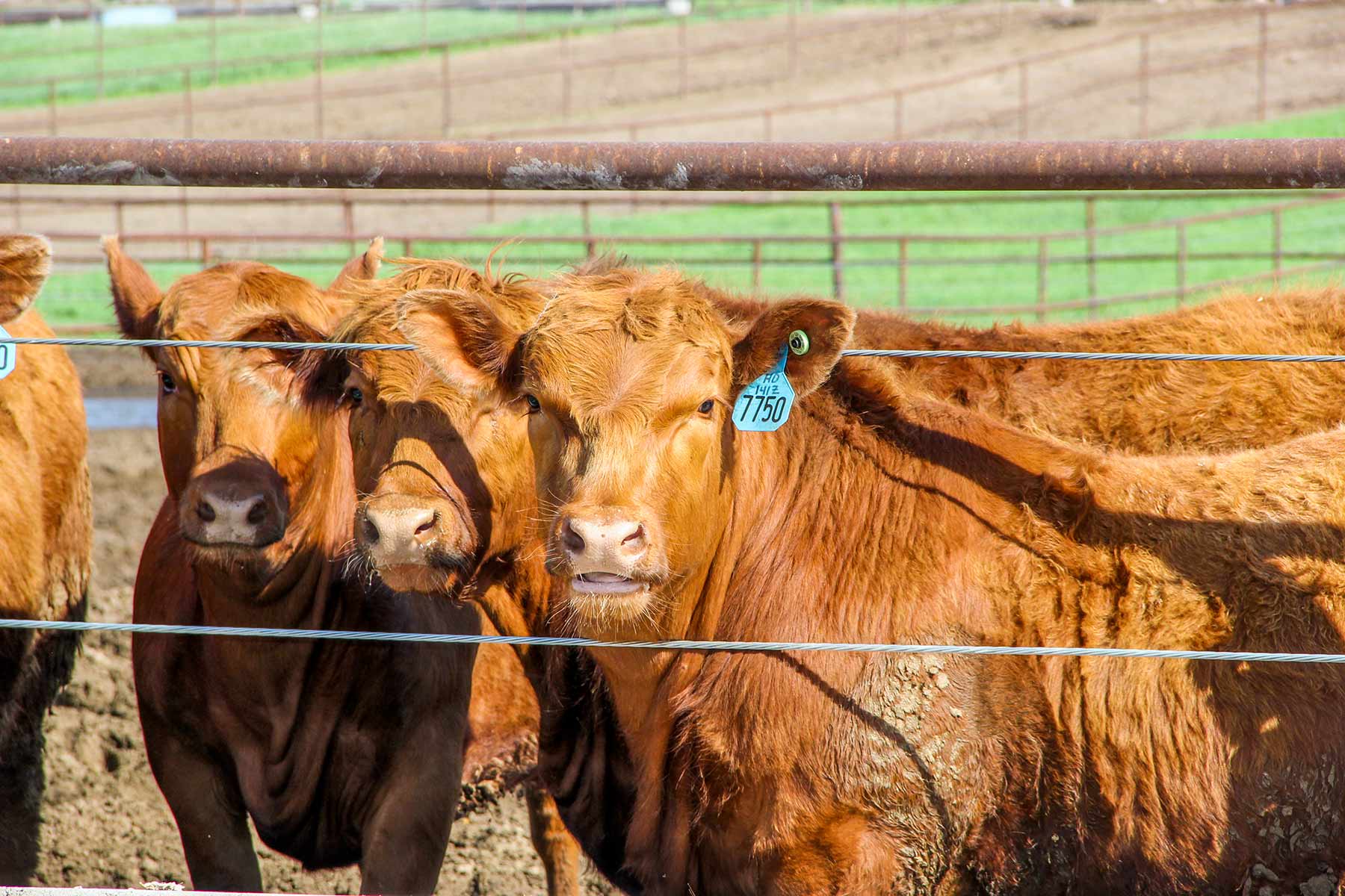 Zeman Farm & Ranch property picture 24 of 84