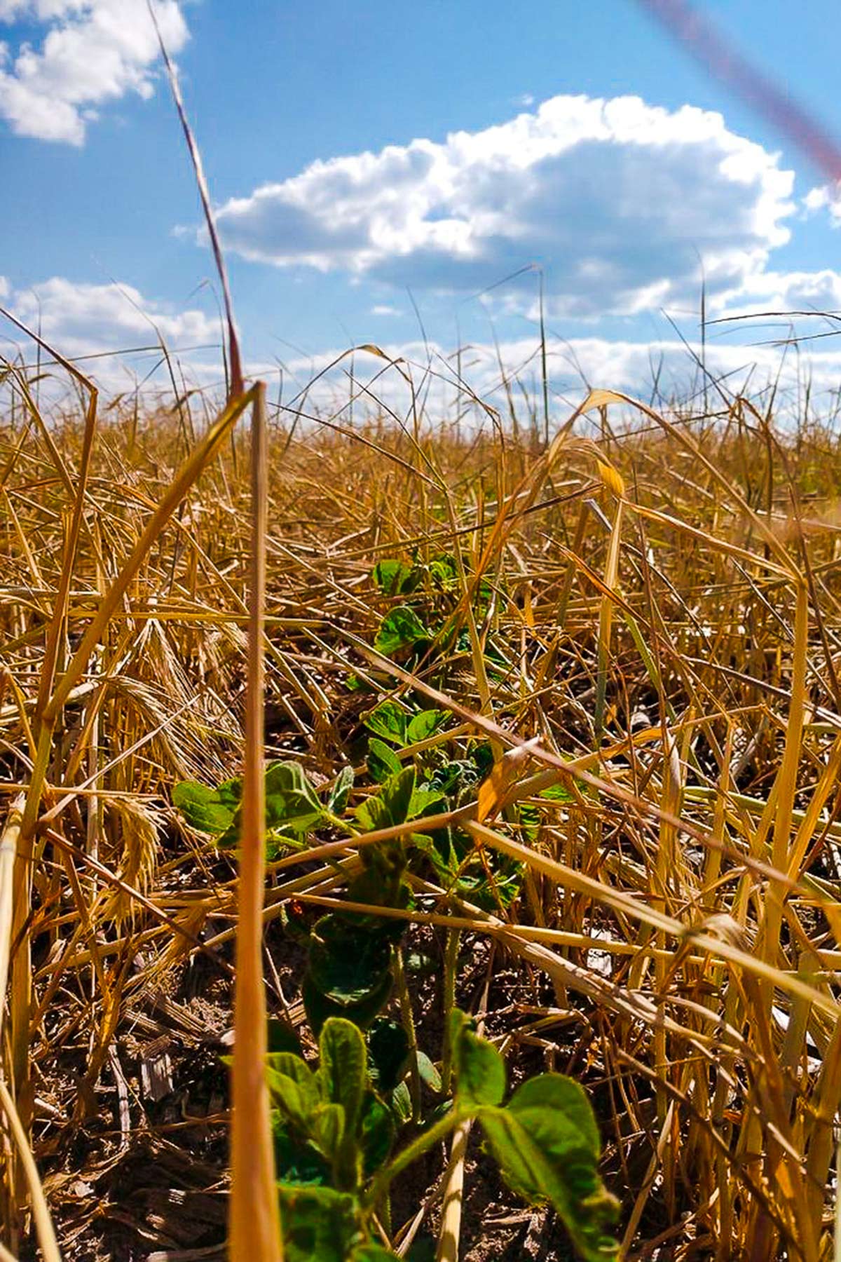 Zeman Farm & Ranch property picture 62 of 84