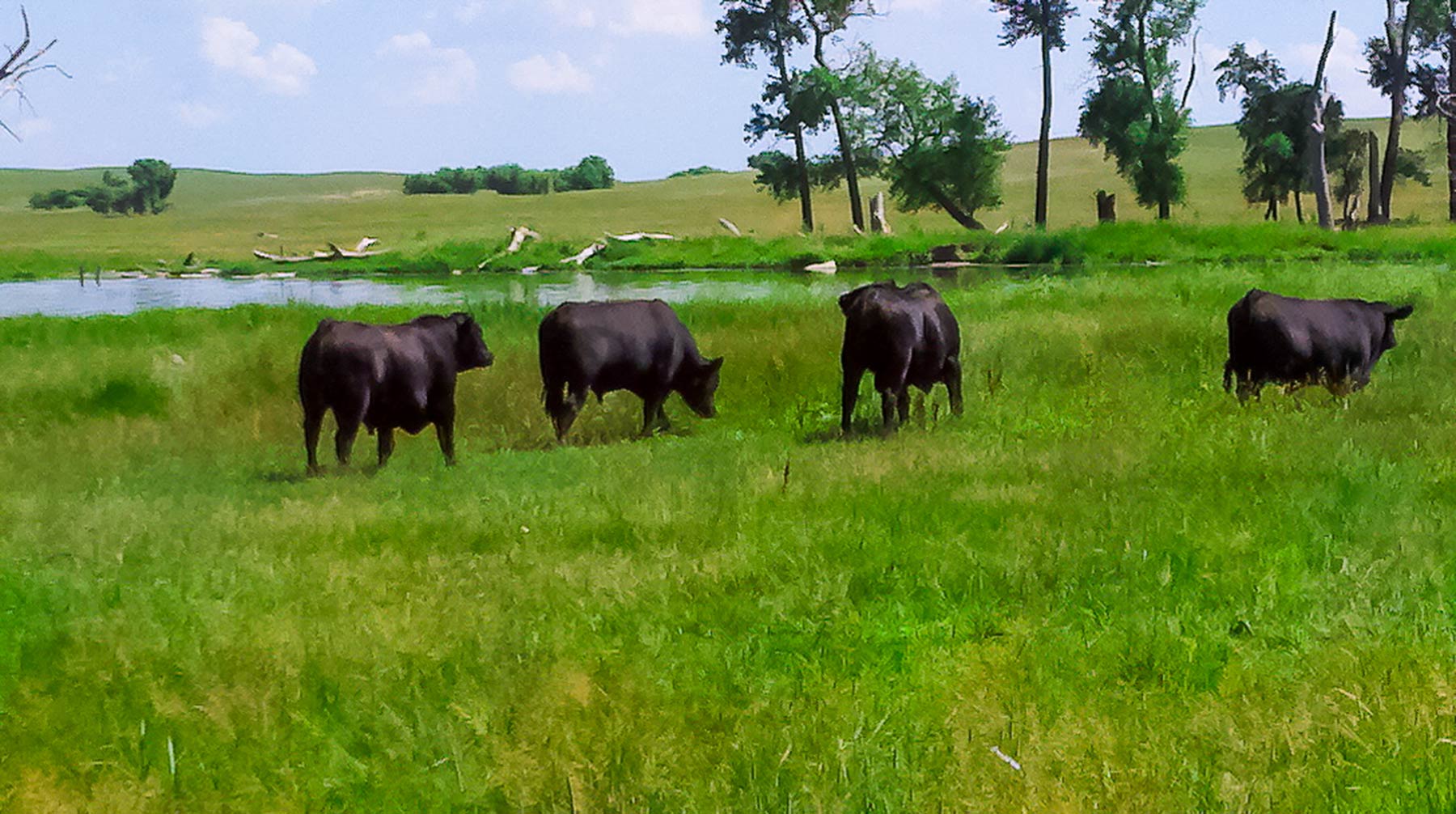 Zeman Farm & Ranch property picture 49 of 84