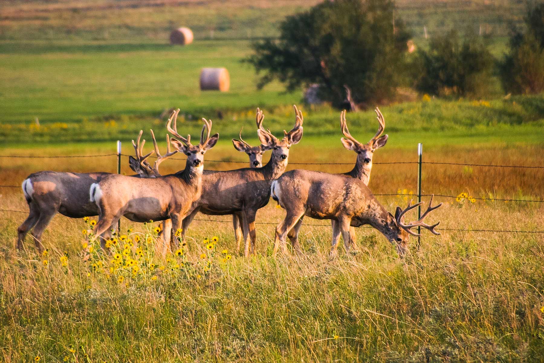 Zeman Farm & Ranch property picture 67 of 84