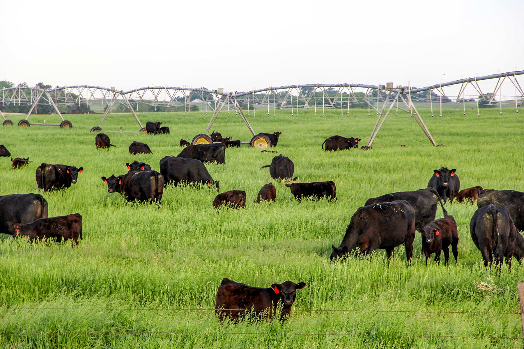 Zeman Farm & Ranch property picture 39 of 84