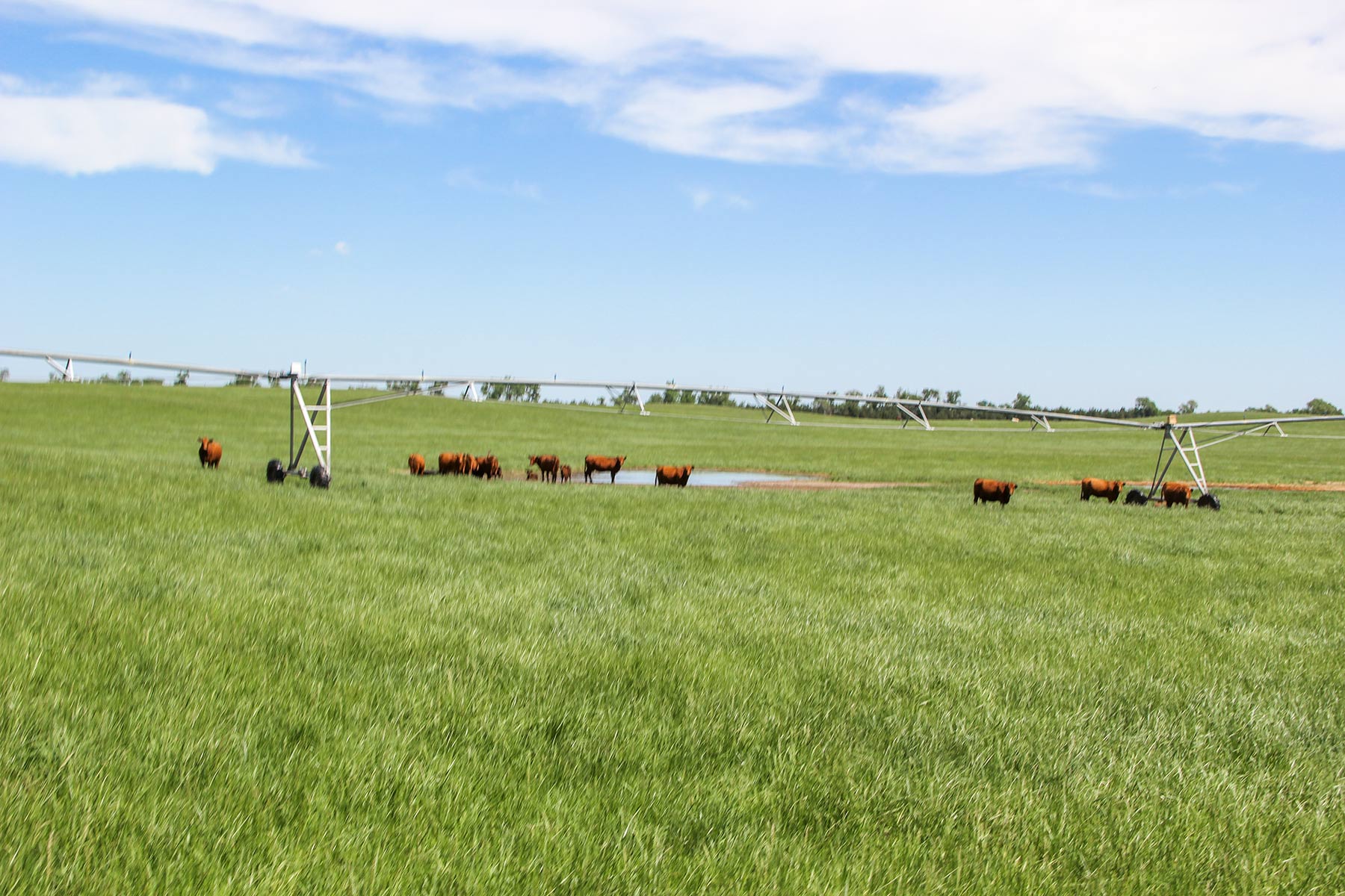 Zeman Farm & Ranch property picture 29 of 84