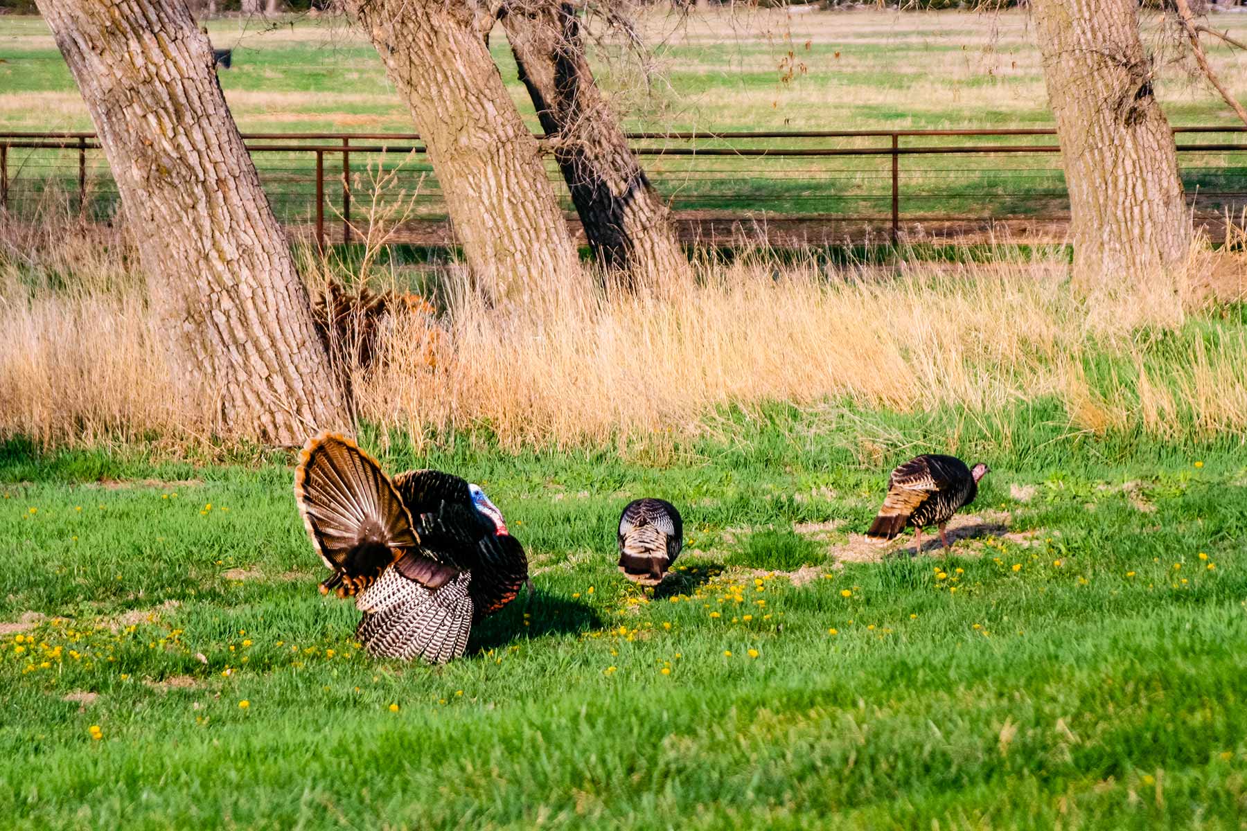 Zeman Farm & Ranch property picture 59 of 84