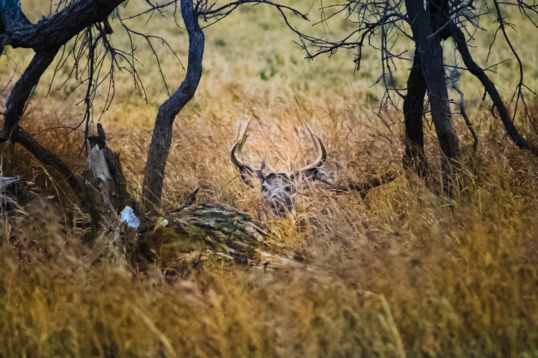 Zeman Farm & Ranch property picture 61 of 84
