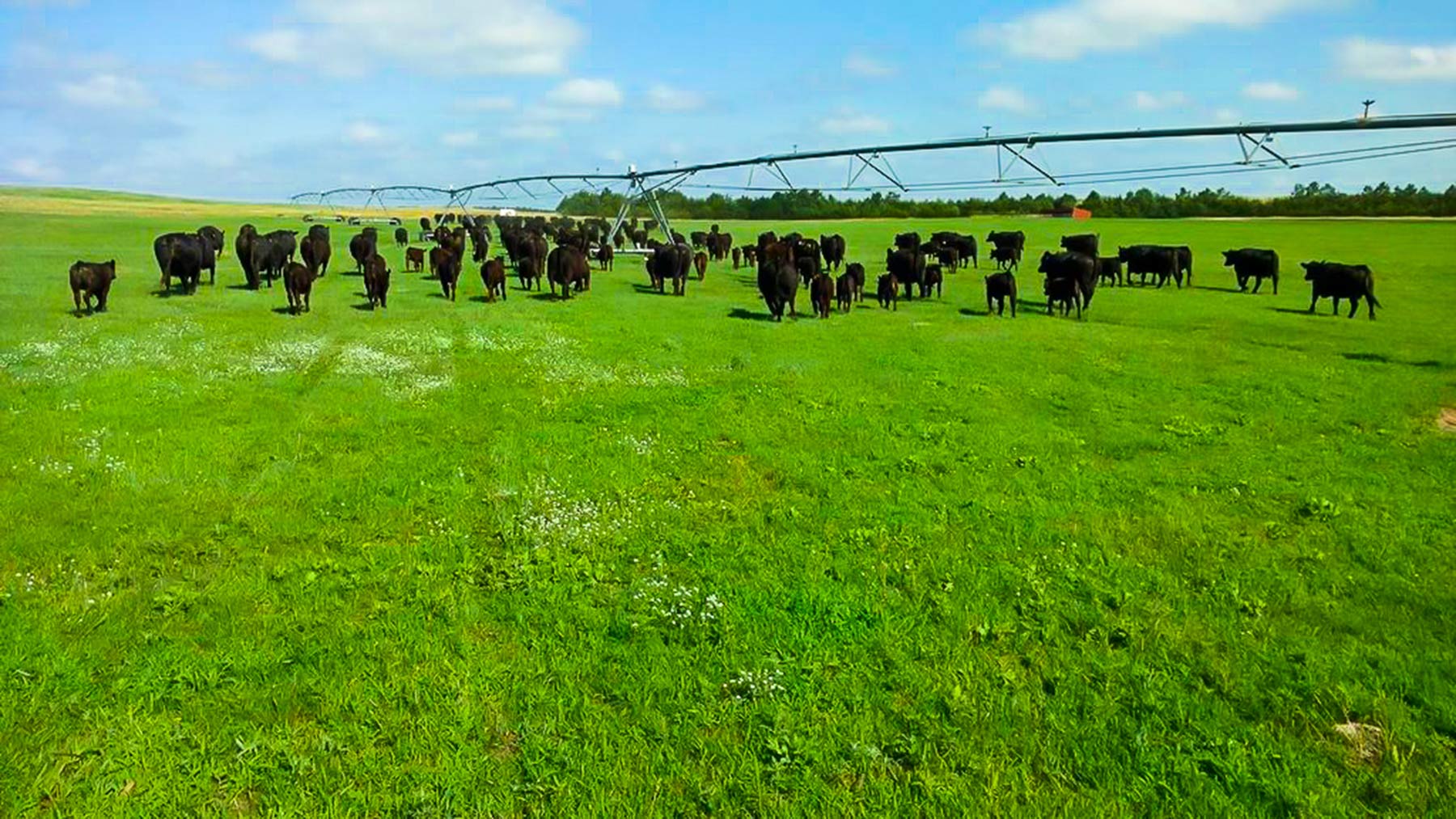 Zeman Farm & Ranch property picture 63 of 84